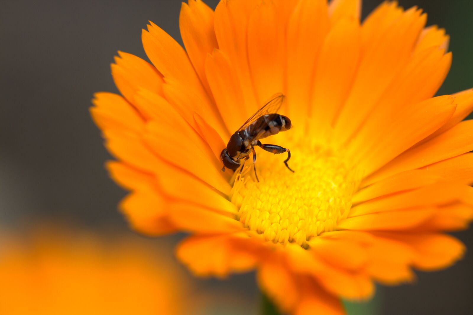 Canon EF-S 60mm F2.8 Macro USM sample photo. Bee, flower, calendula photography