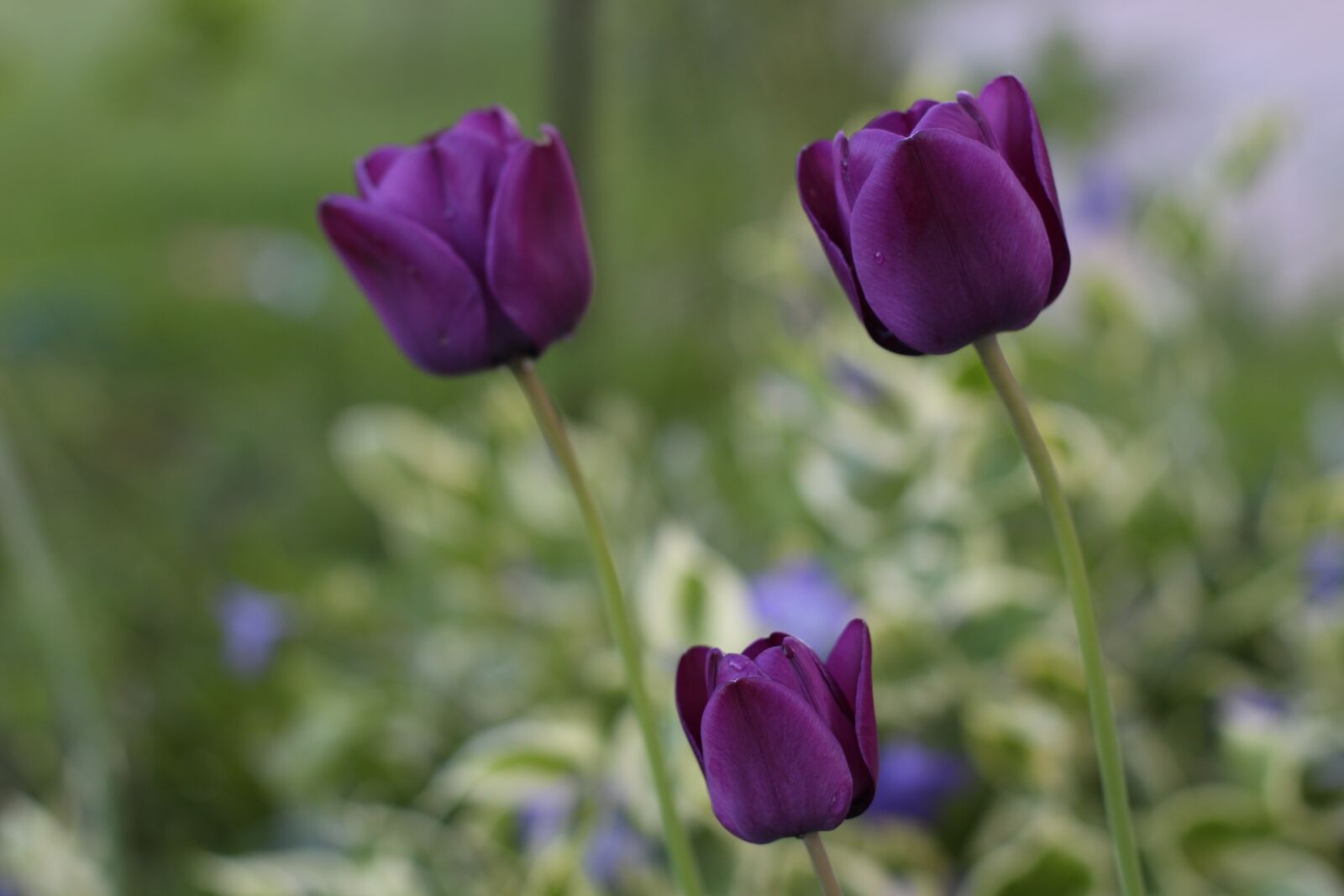 Canon EF 50mm F1.4 USM sample photo. Tulip, flower, spring photography
