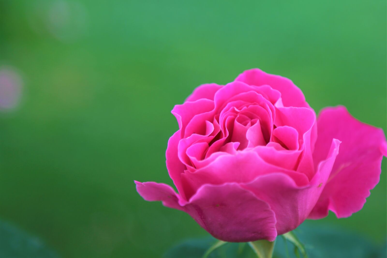 Canon EF 24-105mm F4L IS USM sample photo. Rose, gulpembe, flower photography