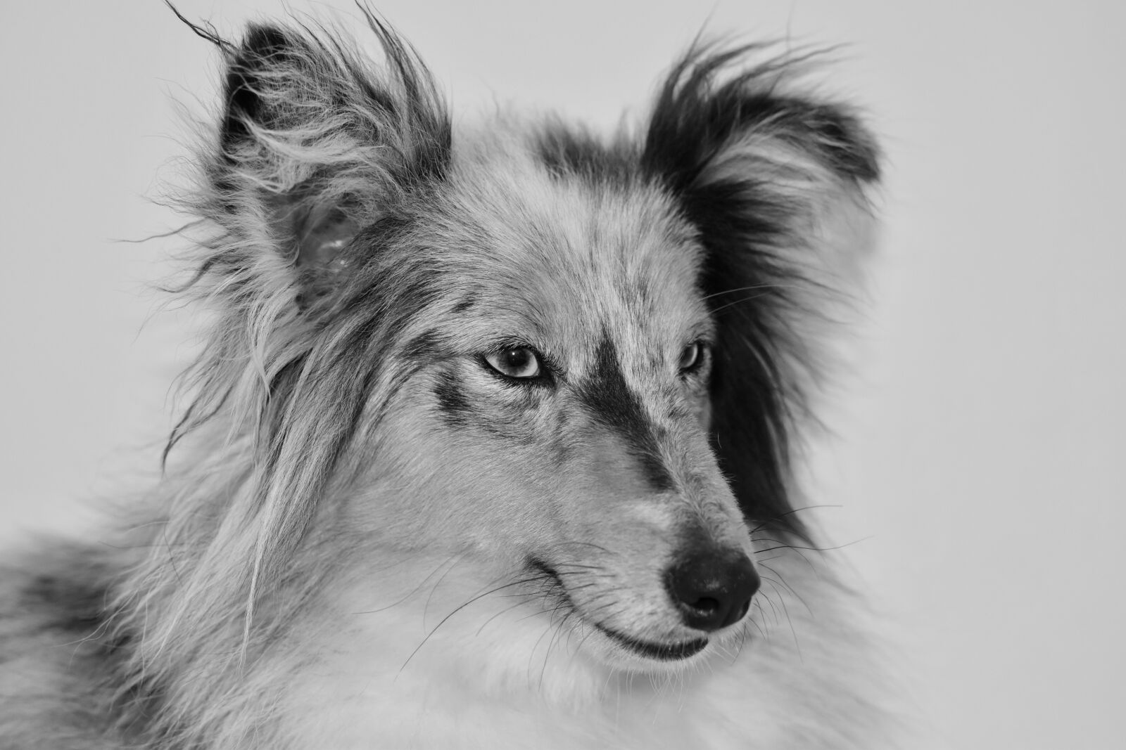 Nikon D5600 sample photo. Dog, young bitch, black photography
