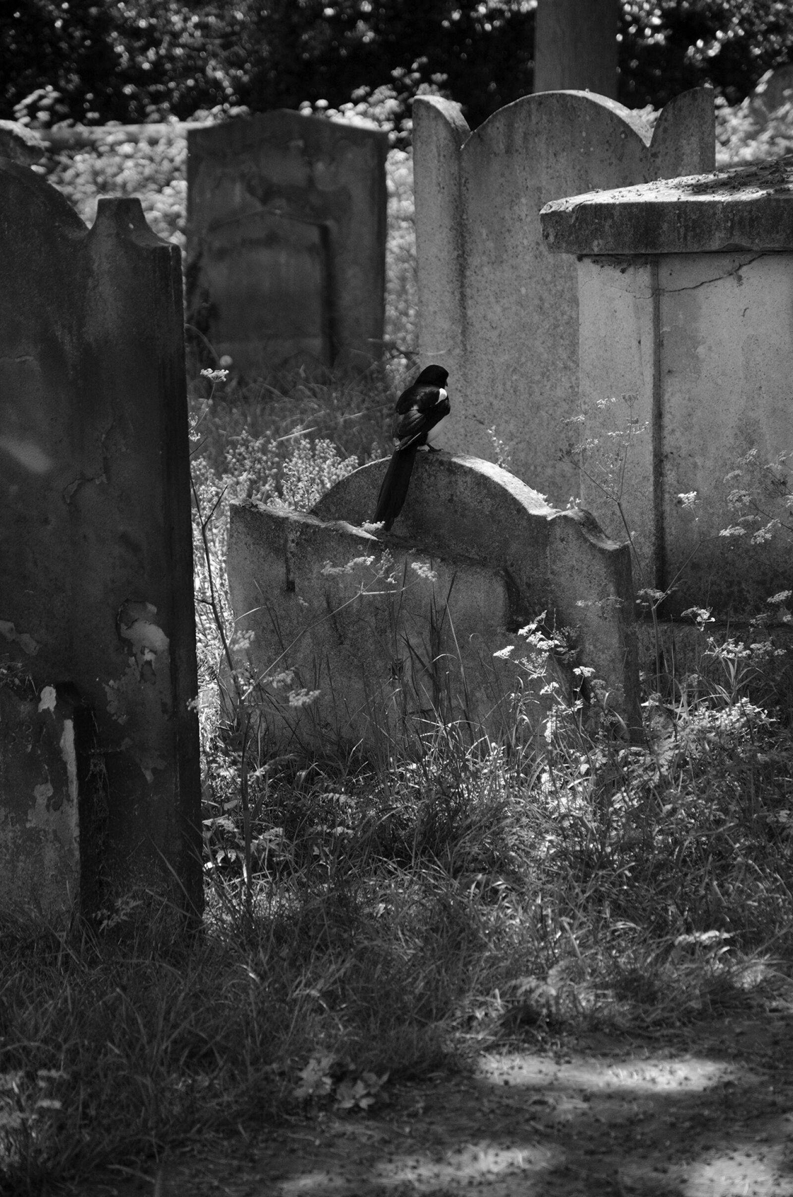 Nikon D7000 sample photo. Cemetery, magpie, bird photography