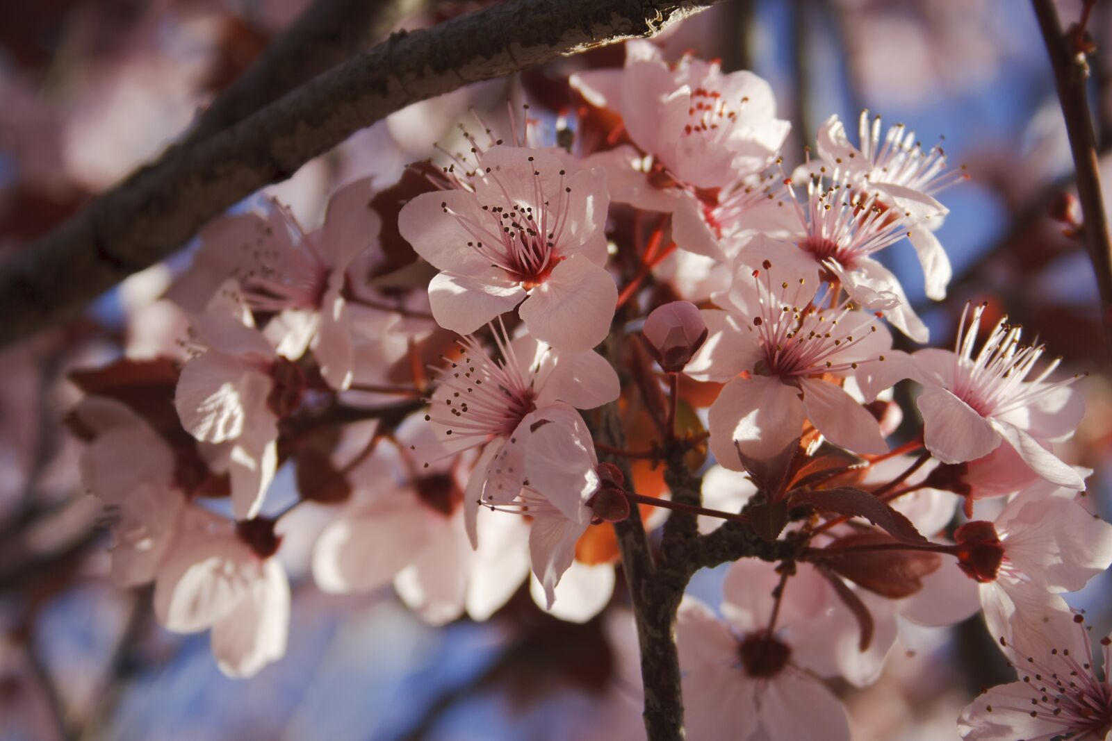 Canon EF-S 18-55mm F3.5-5.6 II sample photo. Flowers, bloom, plum photography