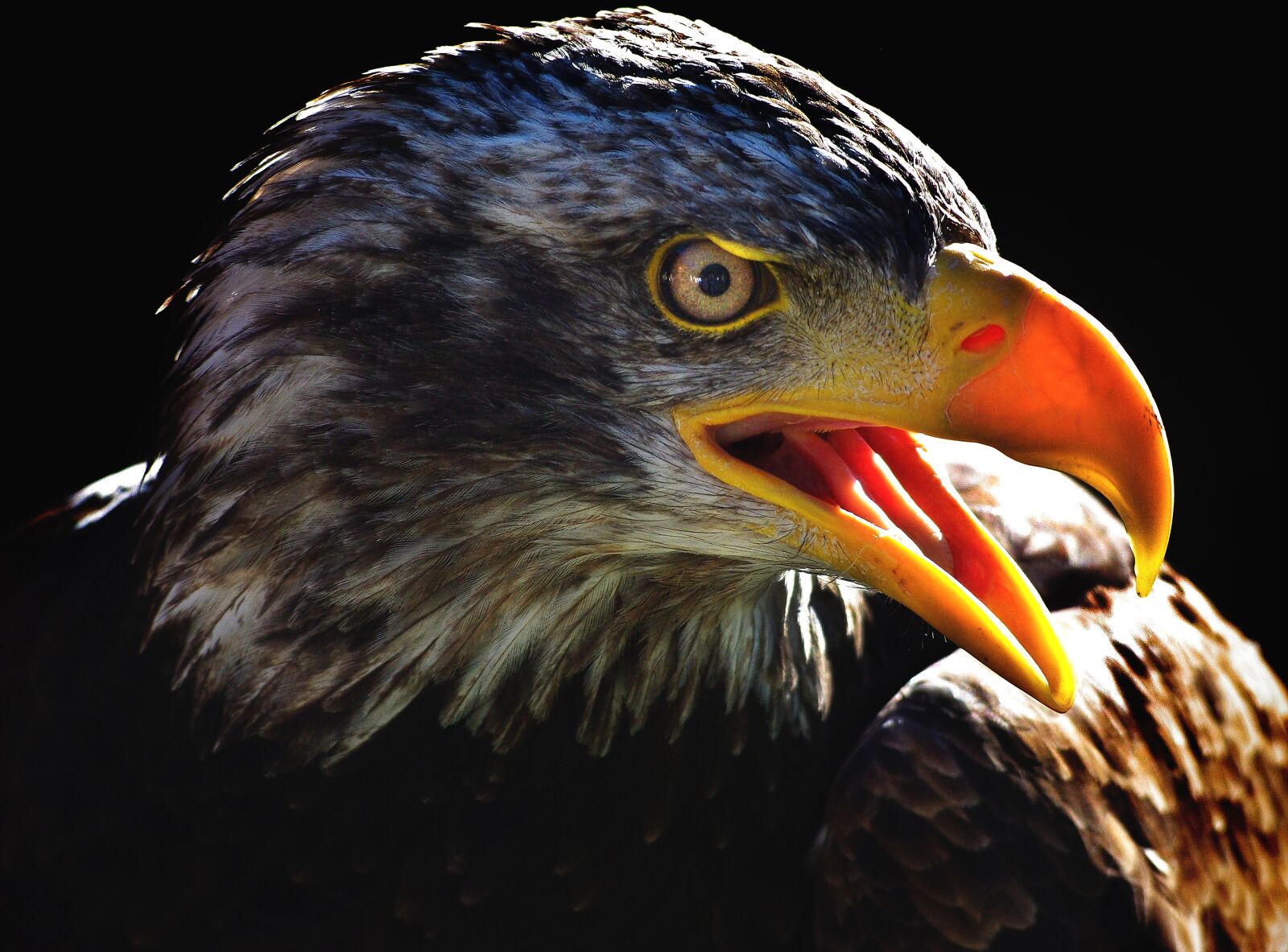 Pentax K-m (K2000) sample photo. Adler, bald eagles, bird photography