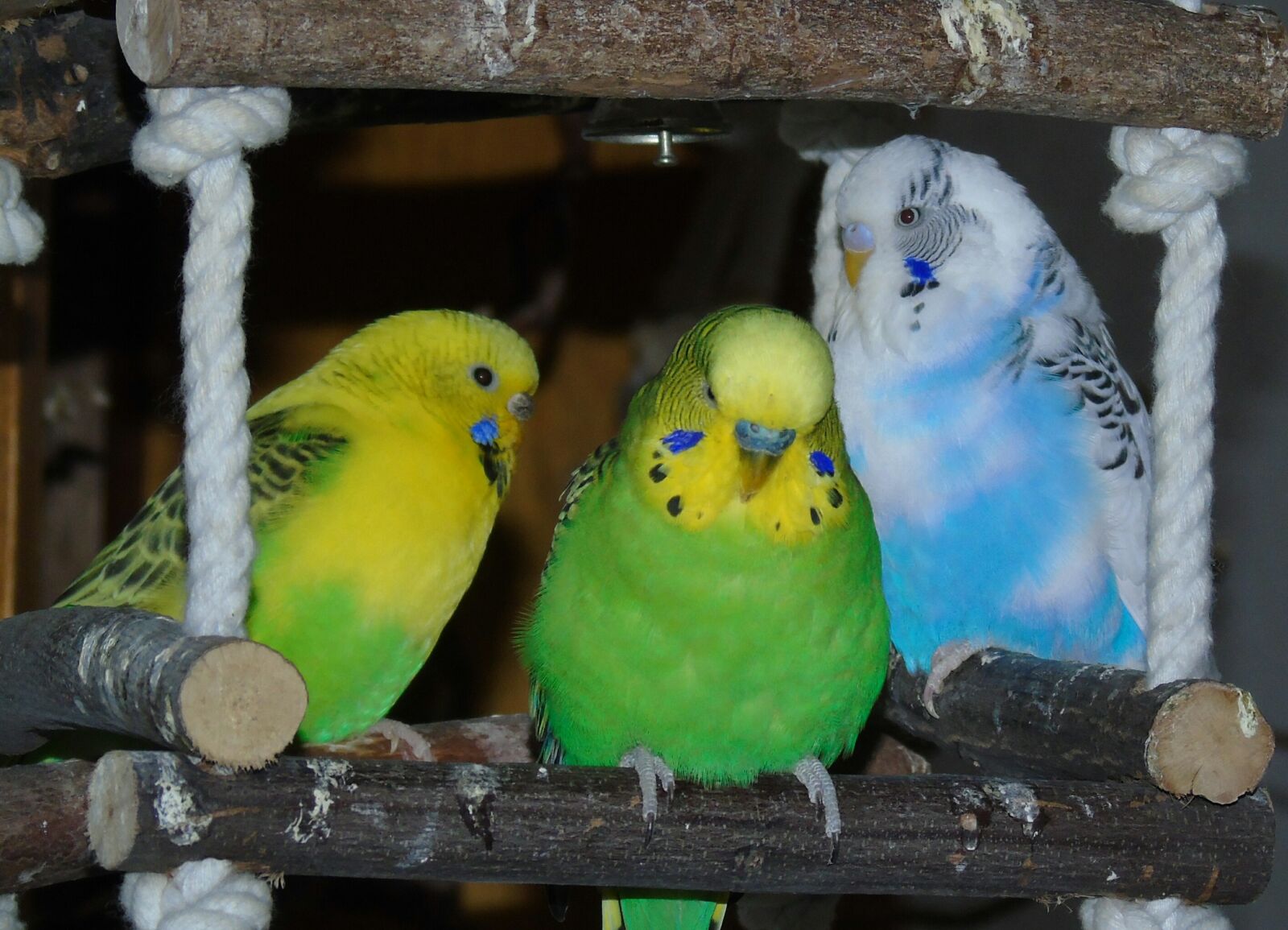 Sony Cyber-shot DSC-H400 sample photo. Budgie, parrot, bird photography