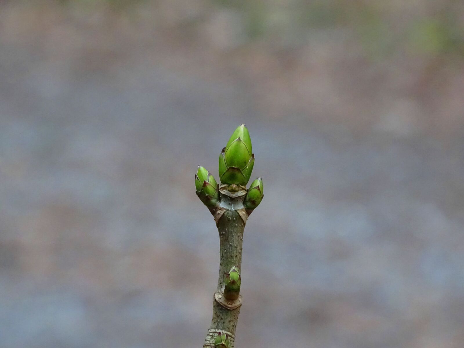 Sony Cyber-shot DSC-HX400V sample photo. Engine, branch, green photography