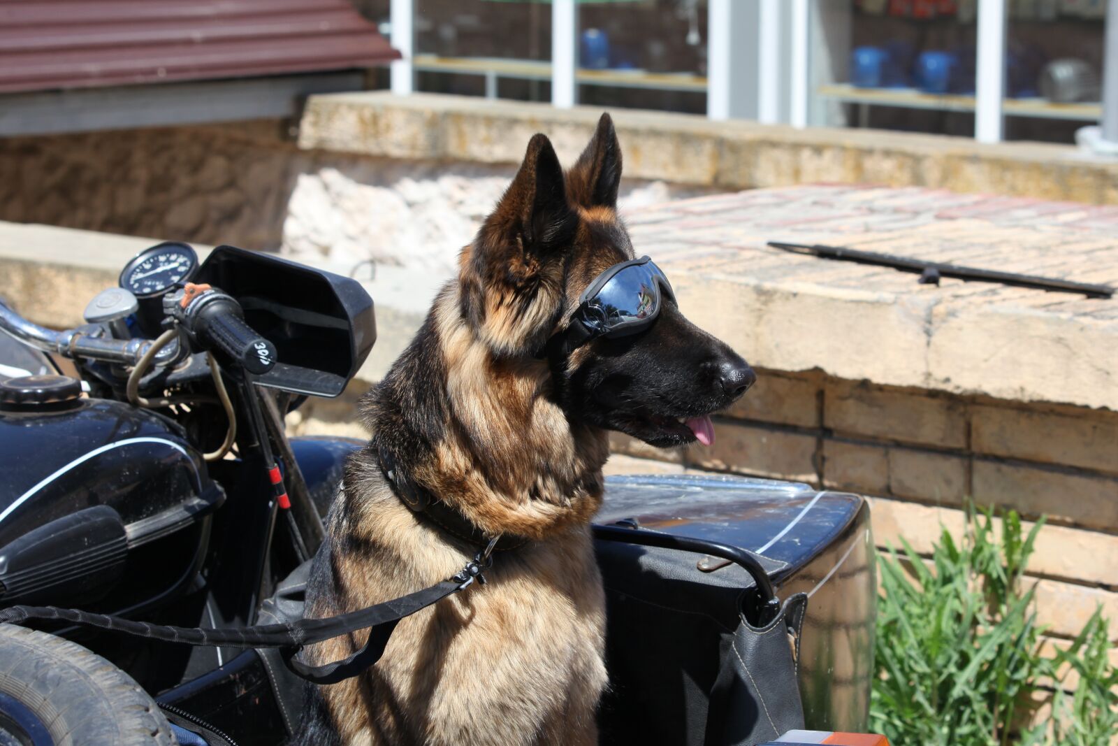 Canon EOS 5D Mark II sample photo. Glasses, funny, dog photography