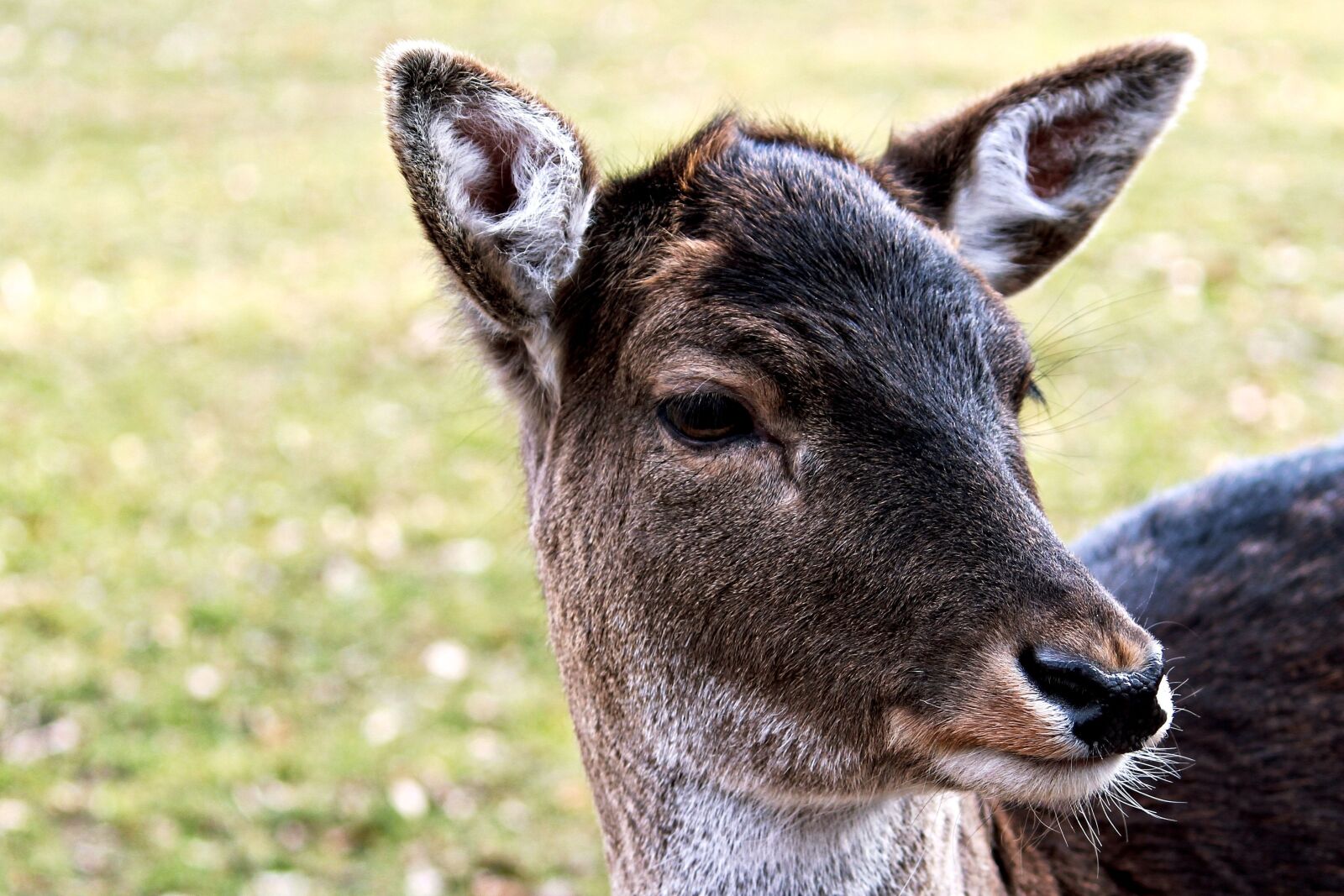 Canon EOS 600D (Rebel EOS T3i / EOS Kiss X5) sample photo. Roe deer, fallow deer photography