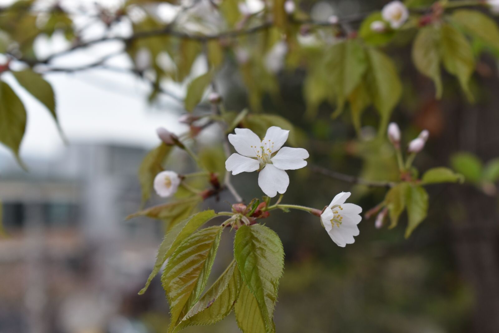 Nikon D750 sample photo. Cherry, cherry blossom, sakura photography