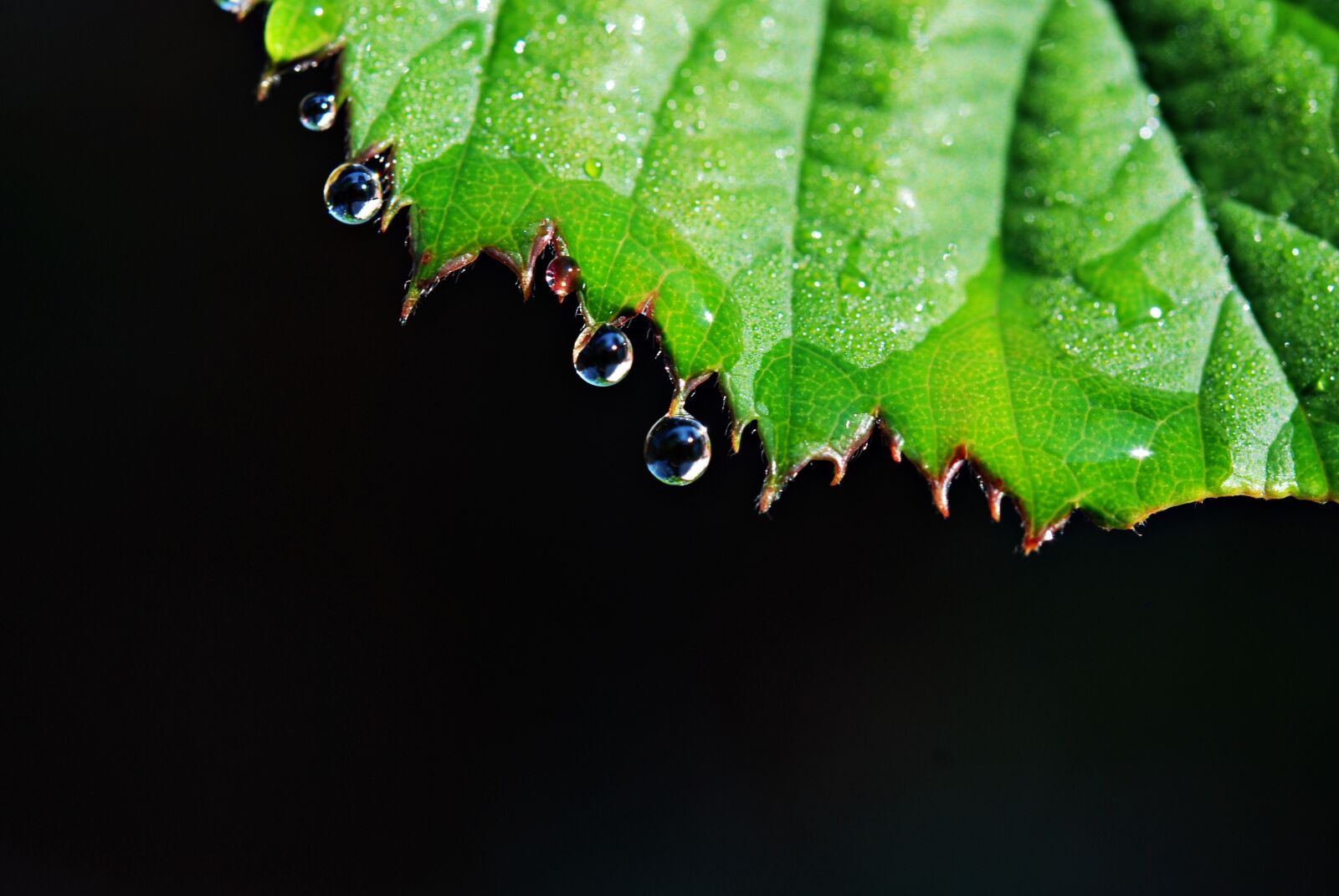 Nikon D80 sample photo. Leaf, drops, rain drops photography