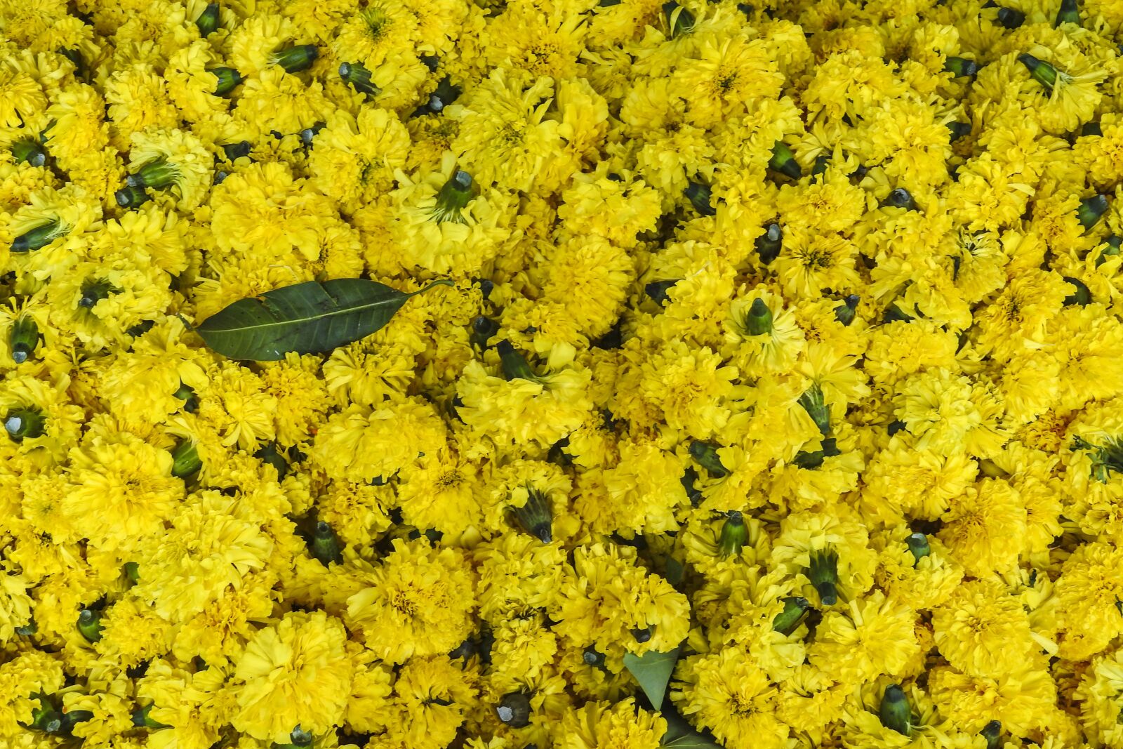 Nikon Coolpix P900 sample photo. Flowers, floral, decoration photography