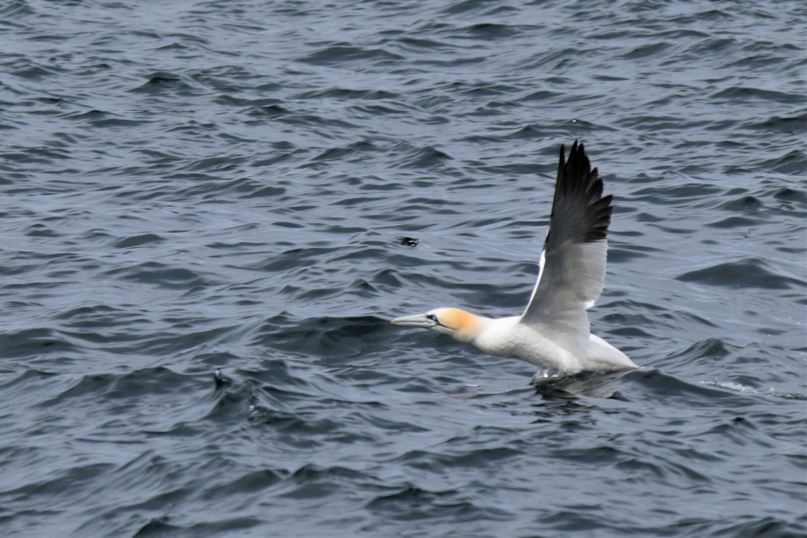 Nikon D3300 sample photo. Taking flight, gannet, bird photography