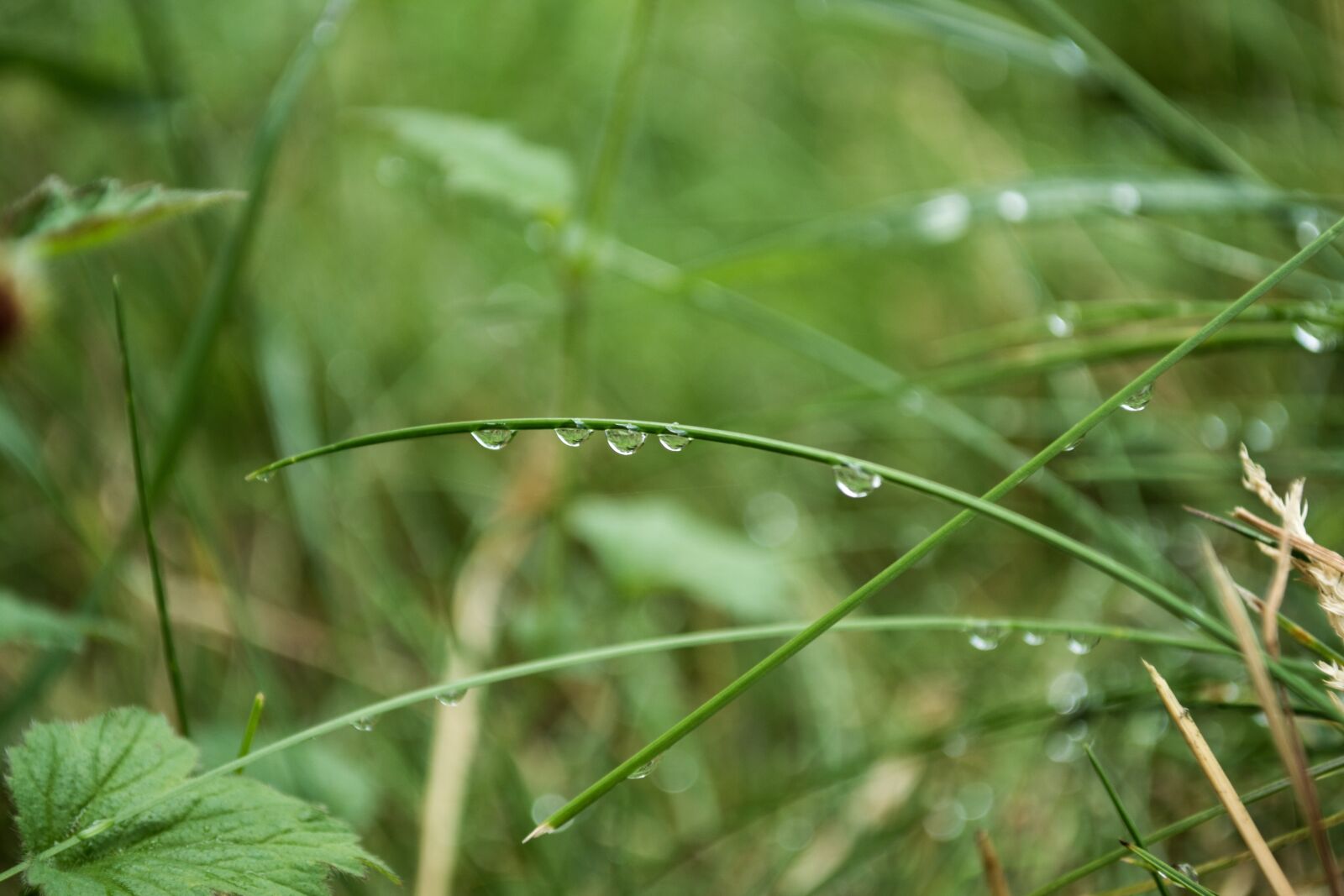 Nikon D3100 sample photo. Water, drop of water photography