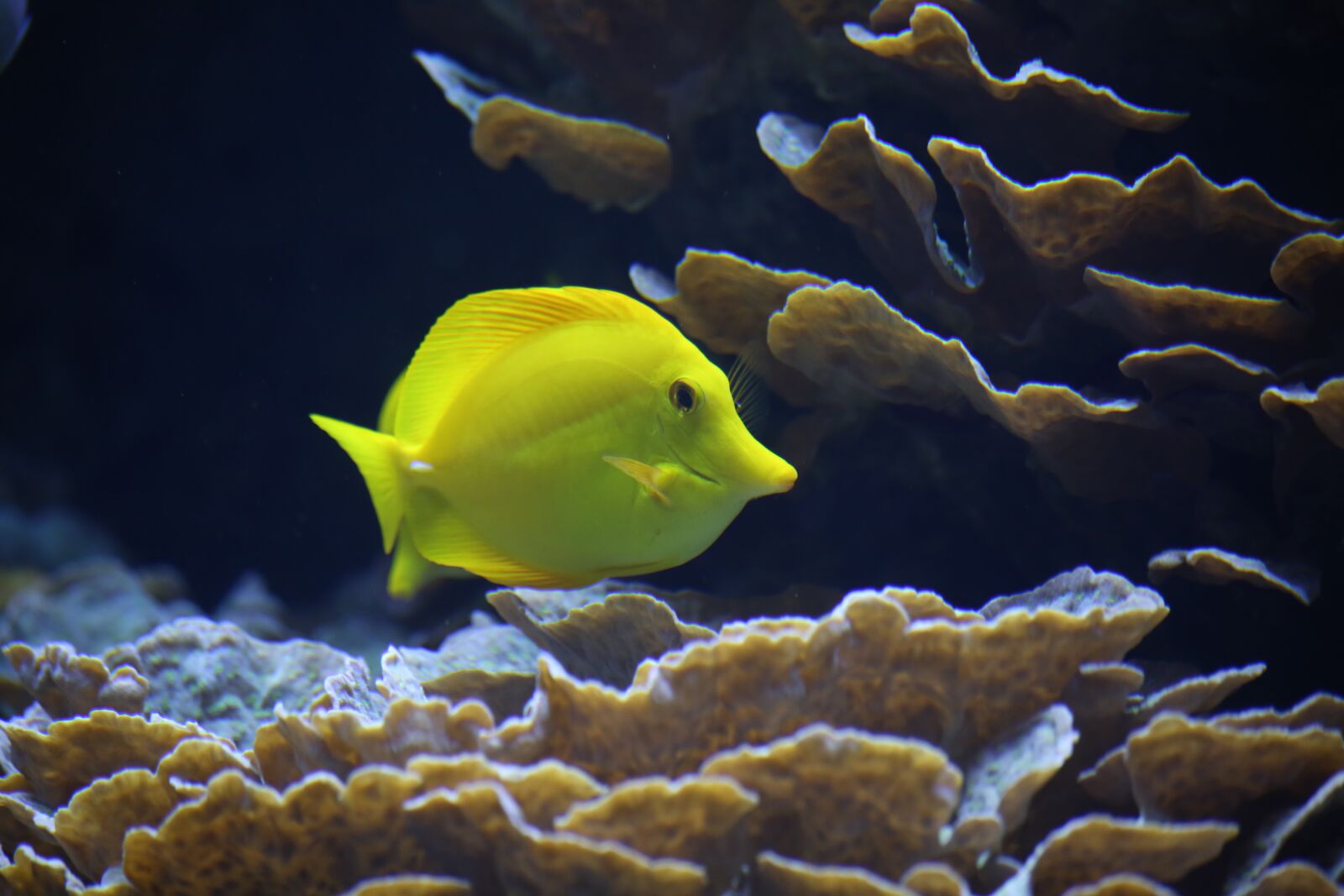 Canon EF 70-300mm F4-5.6 IS USM sample photo. Immersed, fish, ocean photography