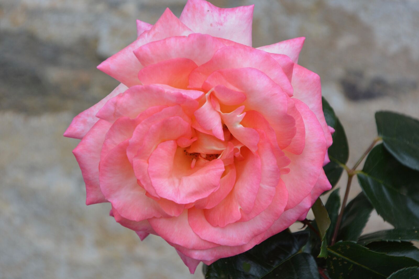 Nikon D5200 sample photo. Flower, pink, rosebush photography