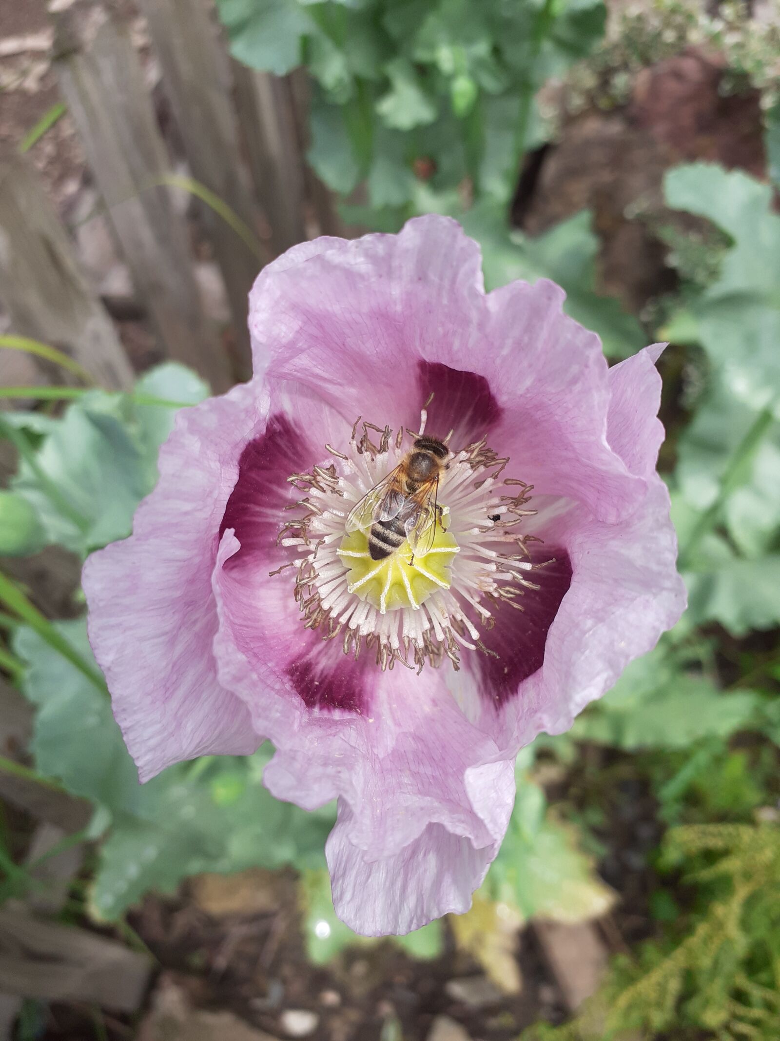 Samsung SM-A202F sample photo. Bee, poppy, biodiversity photography