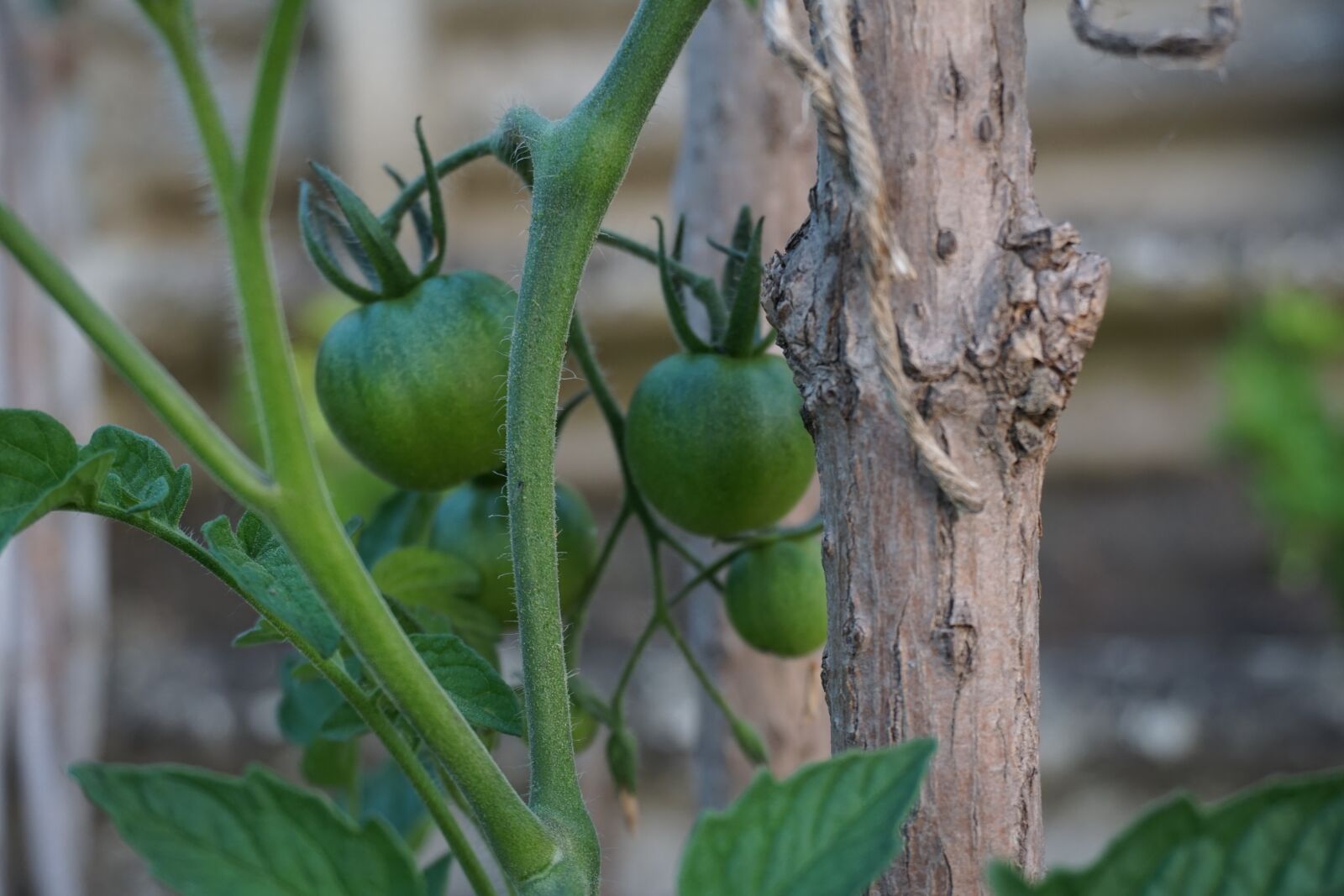 Sony a6000 sample photo. Green tomatoes, tomatoes, seedling photography