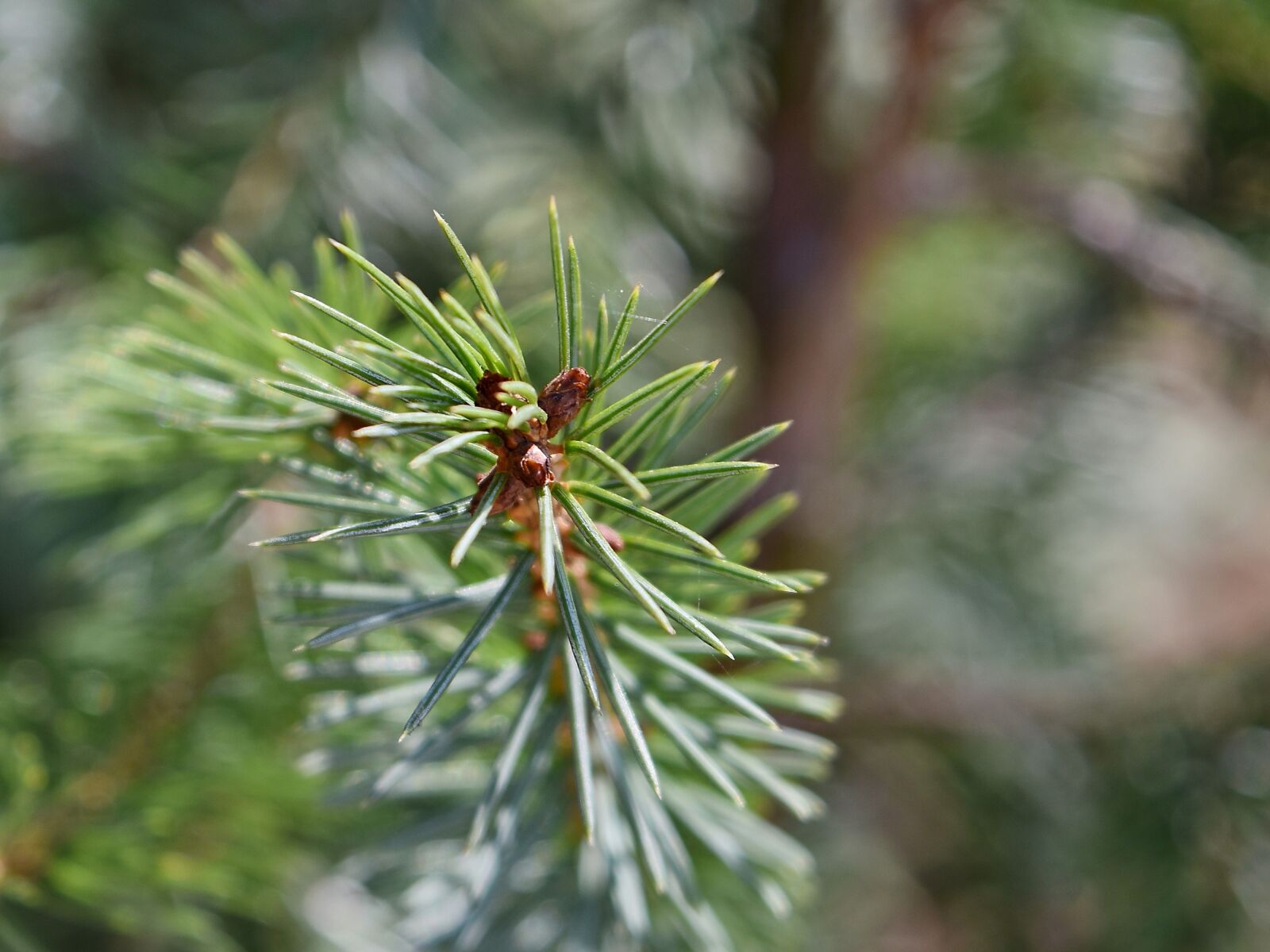 Nikon D5500 sample photo. Conifer, forest, tree, nature photography