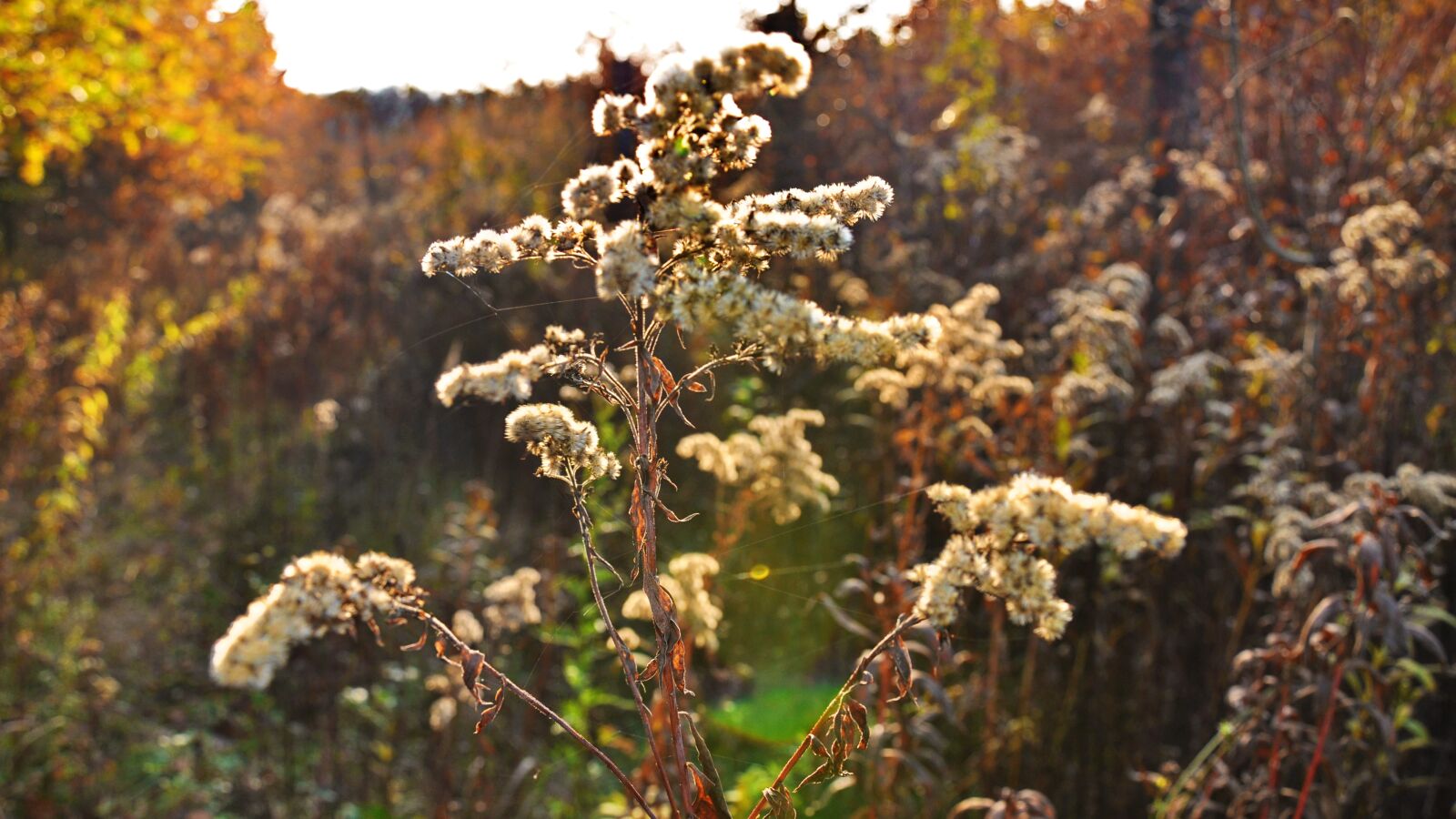 Nikon D90 sample photo. Flower, autumn, light photography