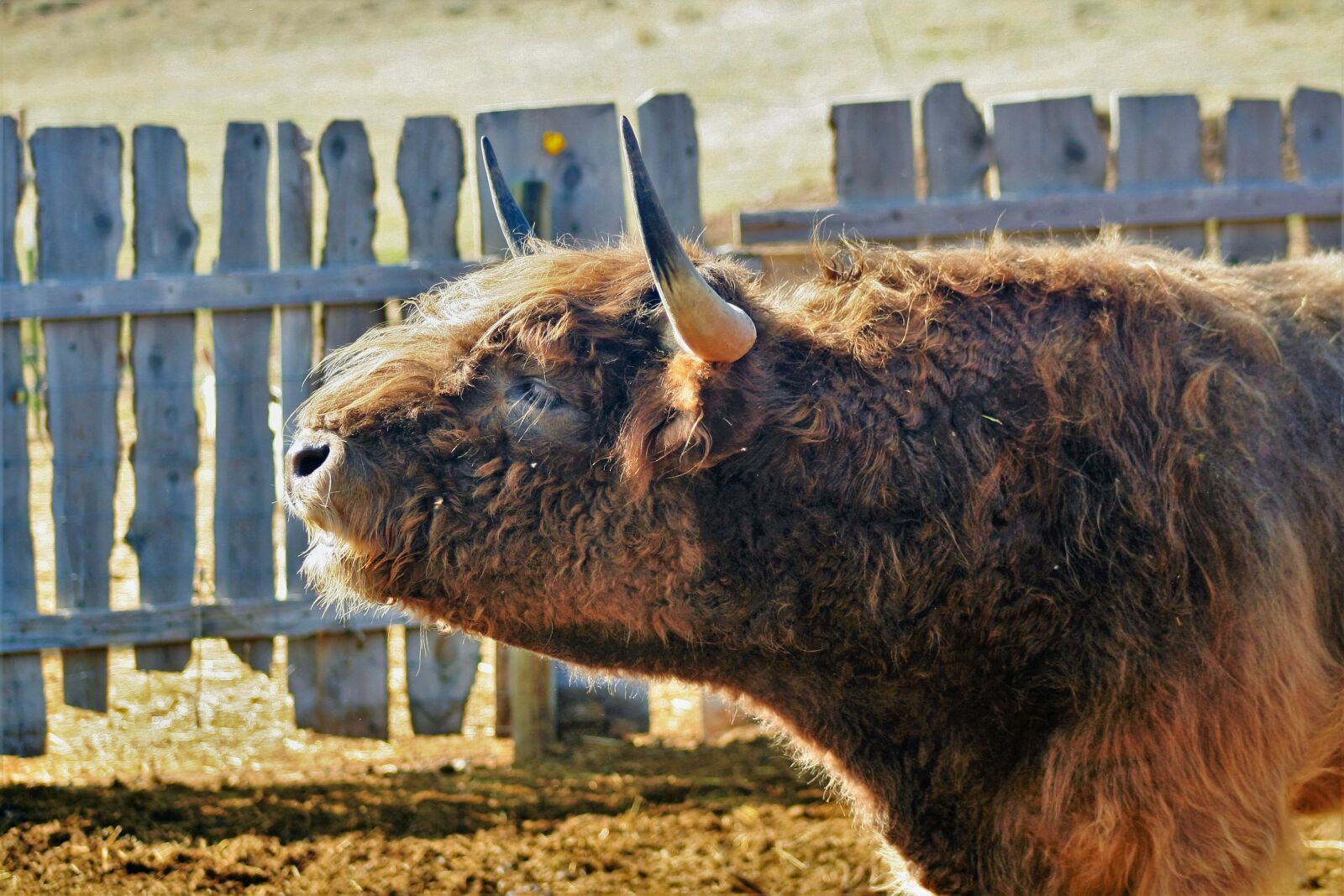 Canon EOS 350D (EOS Digital Rebel XT / EOS Kiss Digital N) sample photo. Cow, horns, scottish, highland photography