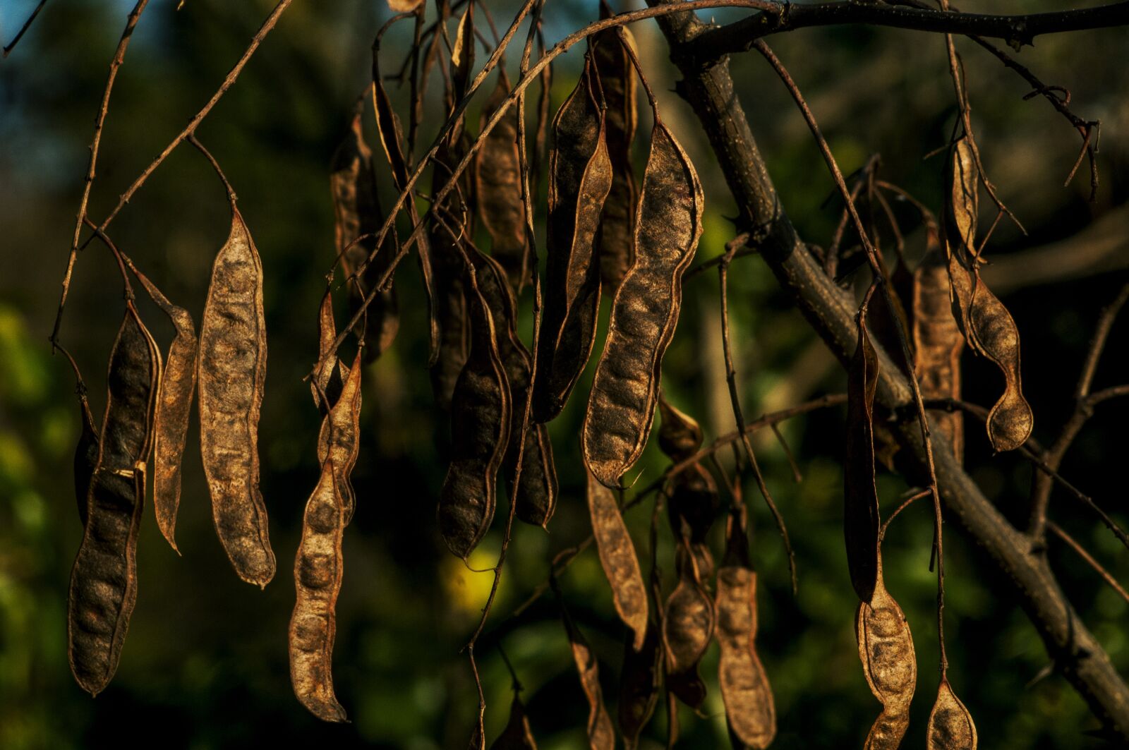 Nikon D300 sample photo. Pods, forest, trees photography