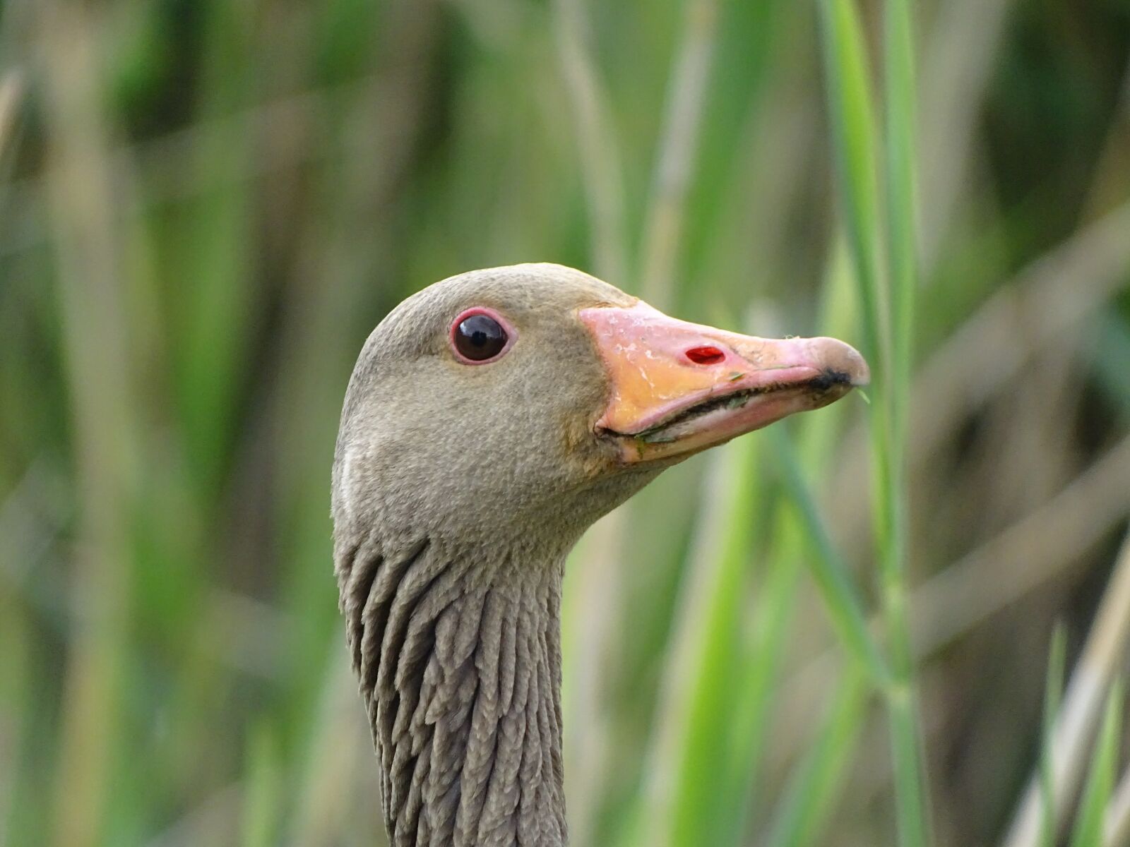 Sony Cyber-shot DSC-HX400V sample photo. Nature, animal, b photography