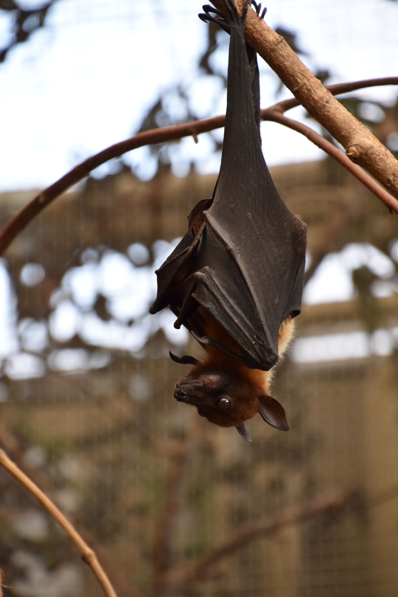 Nikon D5600 sample photo. Bat, giant, night photography