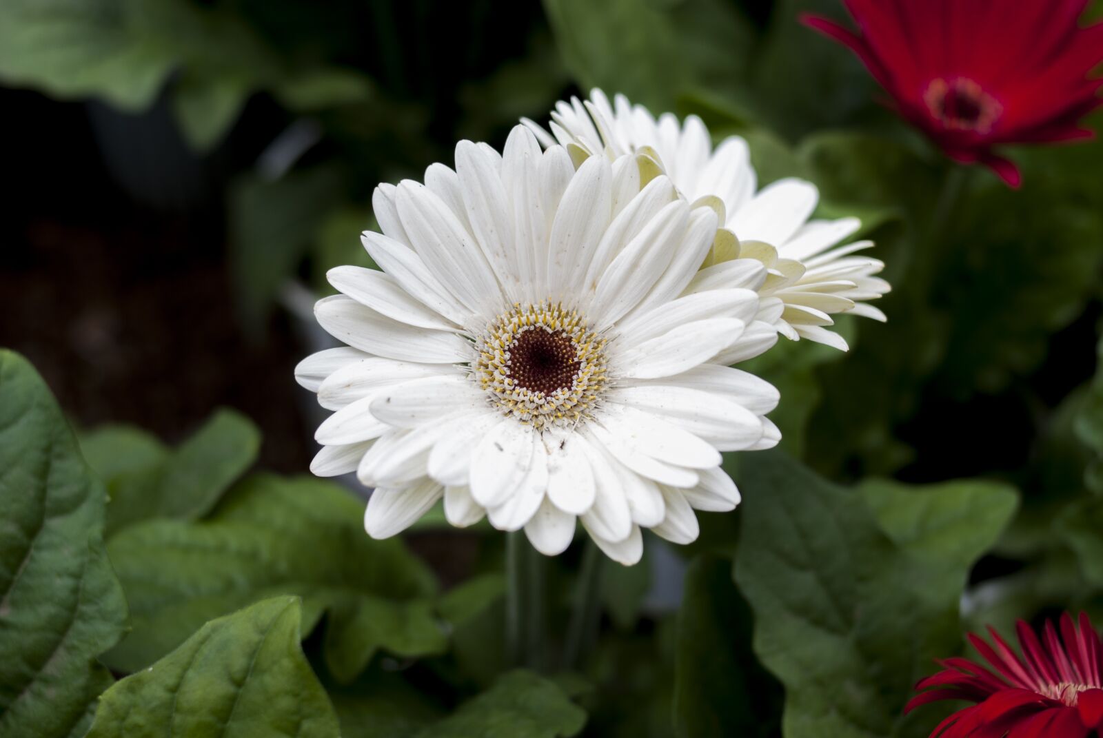 Nikon D60 sample photo. G rbela white, flower photography
