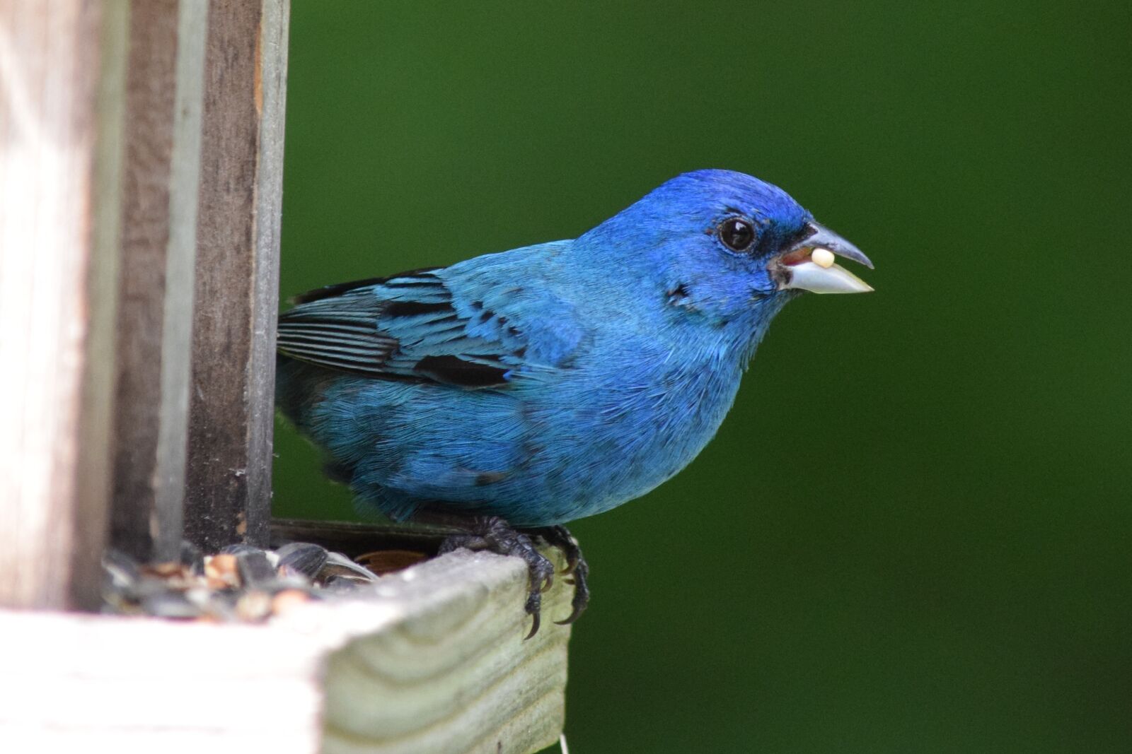 Nikon D5300 sample photo. Indigo, bunting, bird photography