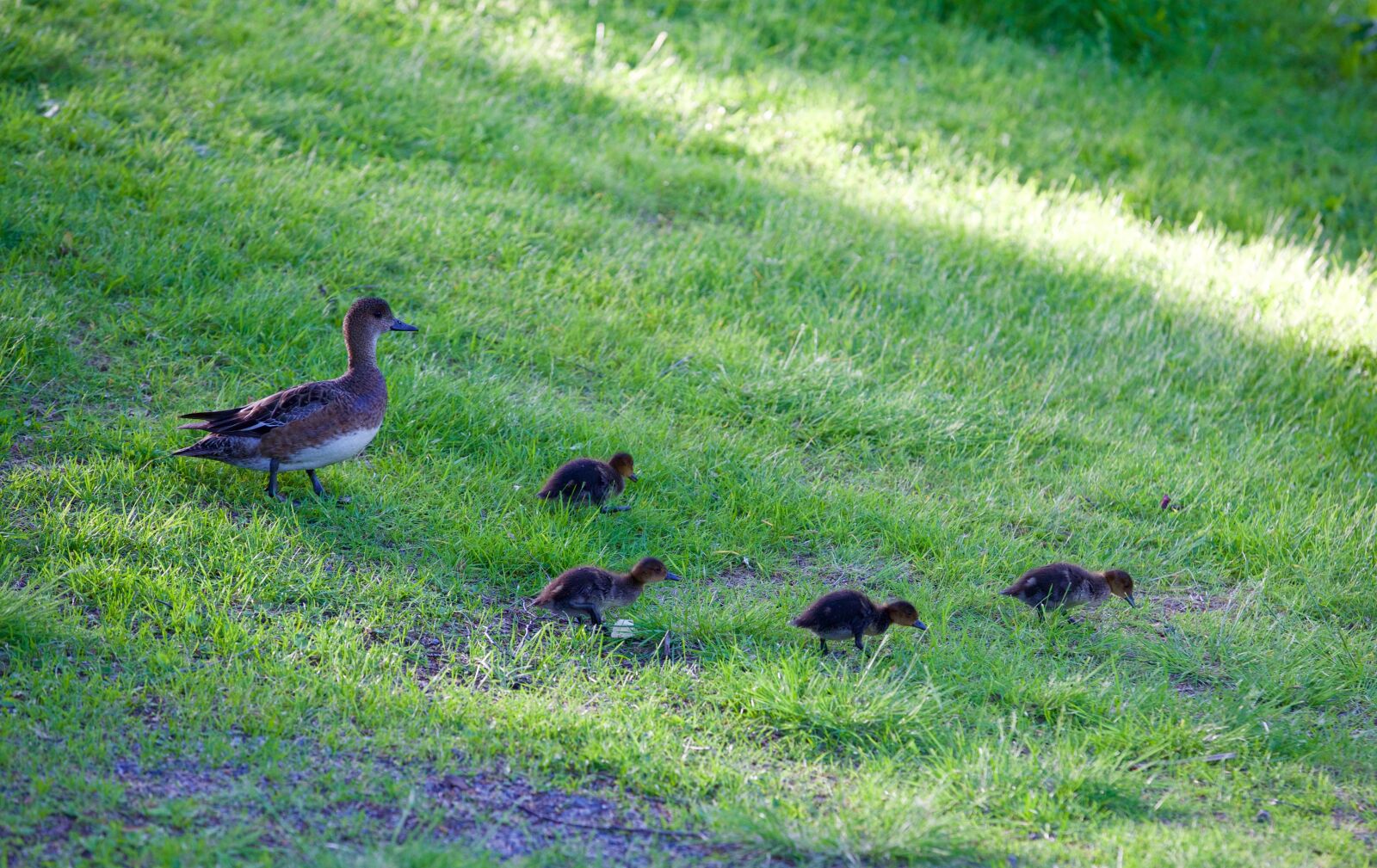 Canon EOS 5D Mark III sample photo. Mom duck, ducklings, wild photography