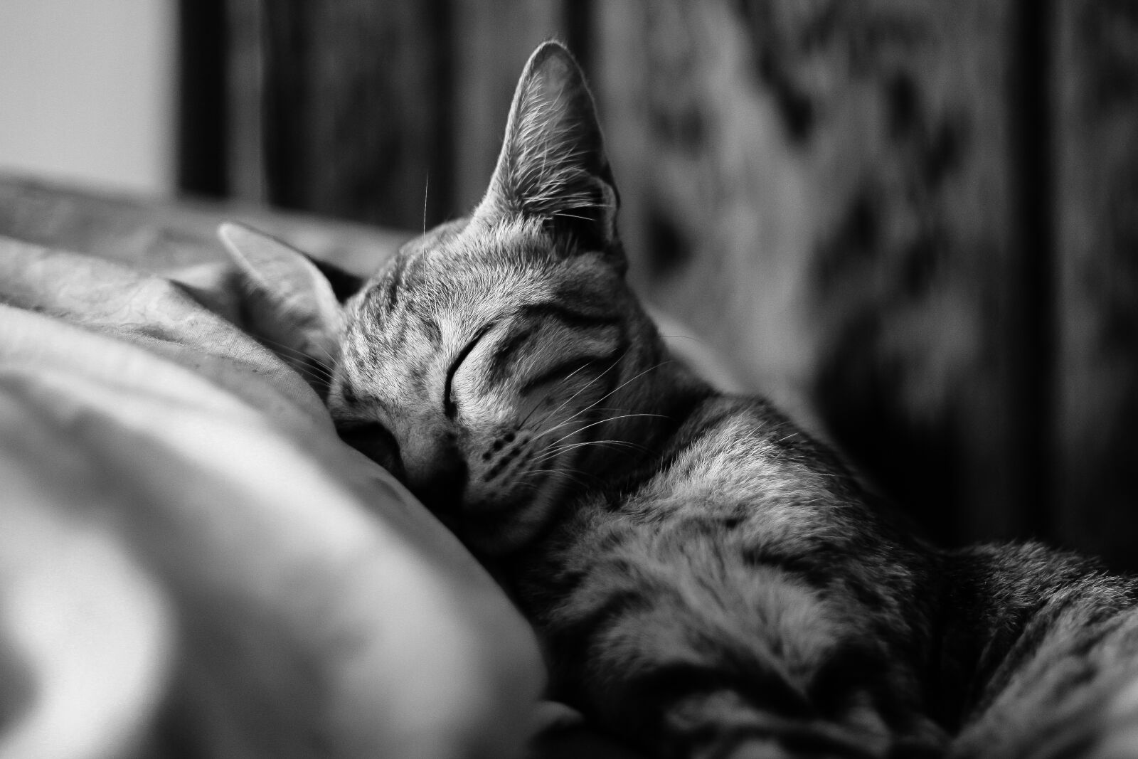 Canon EOS 1000D (EOS Digital Rebel XS / EOS Kiss F) + Canon EF 50mm F1.8 II sample photo. Cat, sleep, pet photography