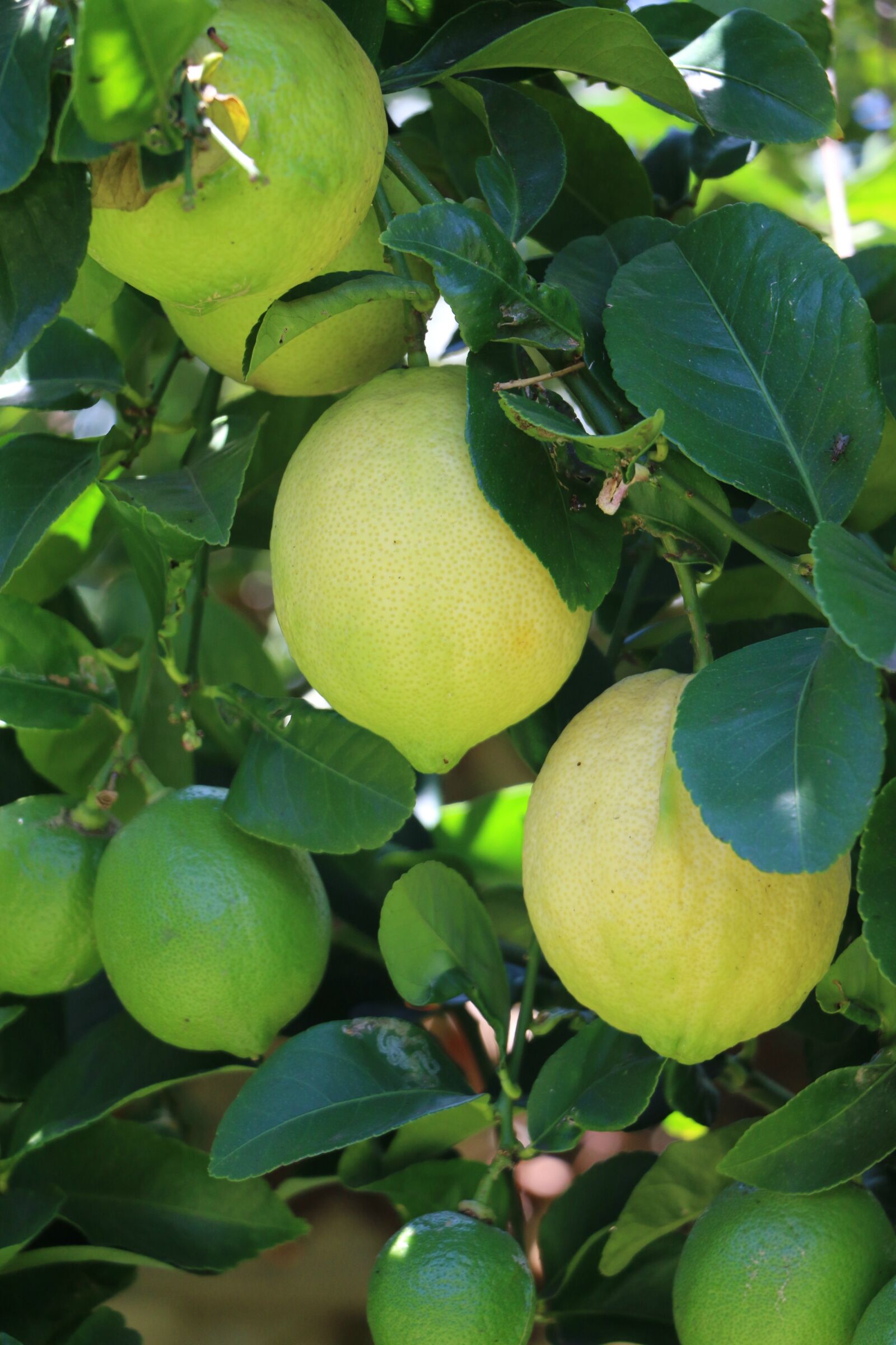 Canon EOS 70D sample photo. Lemon, fruit, tree photography