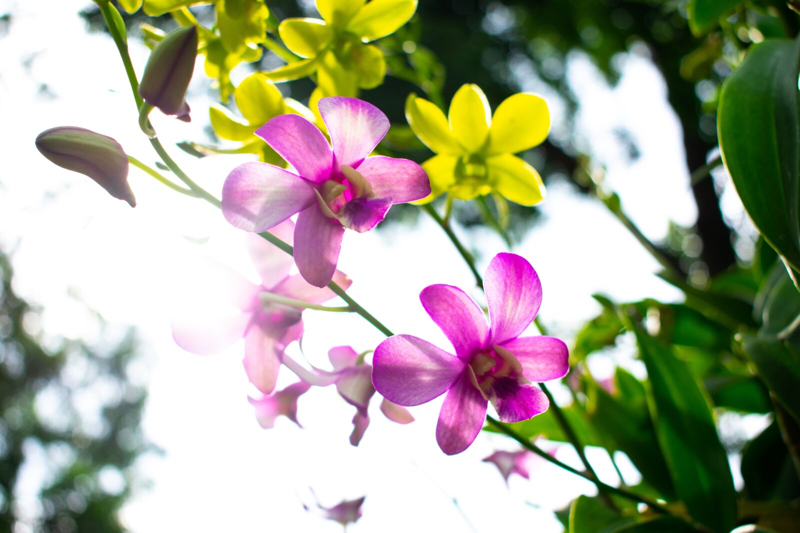 Nikon D3400 sample photo. Flowers, nature, green photography