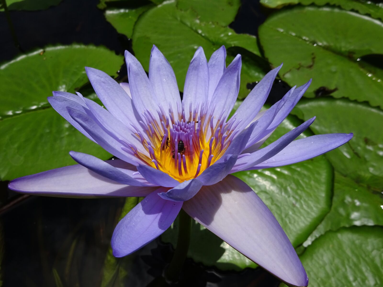 Sony Cyber-shot DSC-WX350 sample photo. Water lily, plant, flower photography