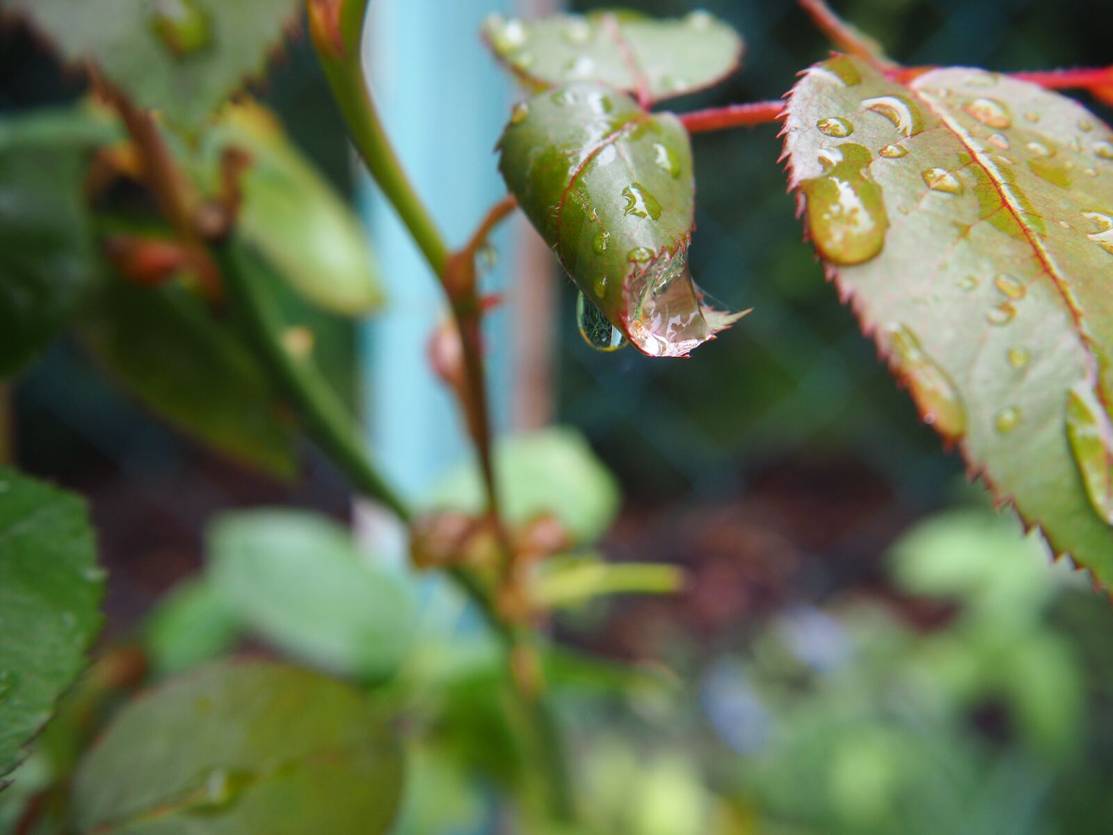 Olympus OM-D E-M10 sample photo. Leaves, rose petals, drop photography
