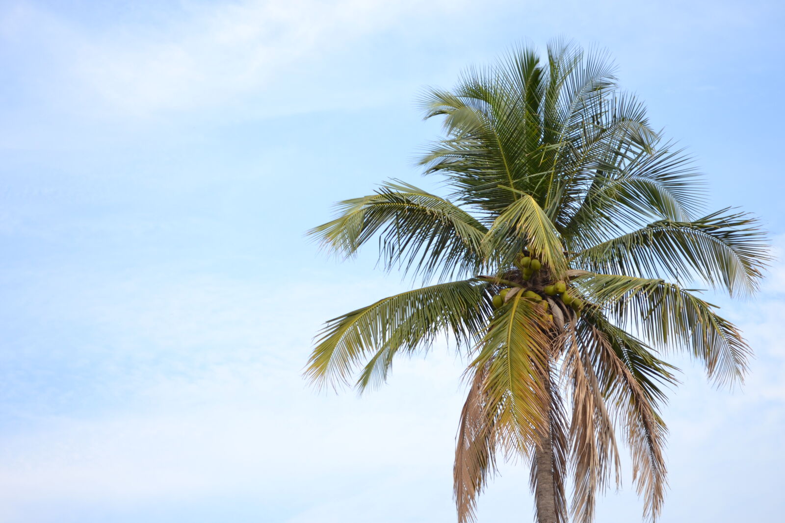 Nikon D3100 sample photo. Blue, sky, coconut, tree photography