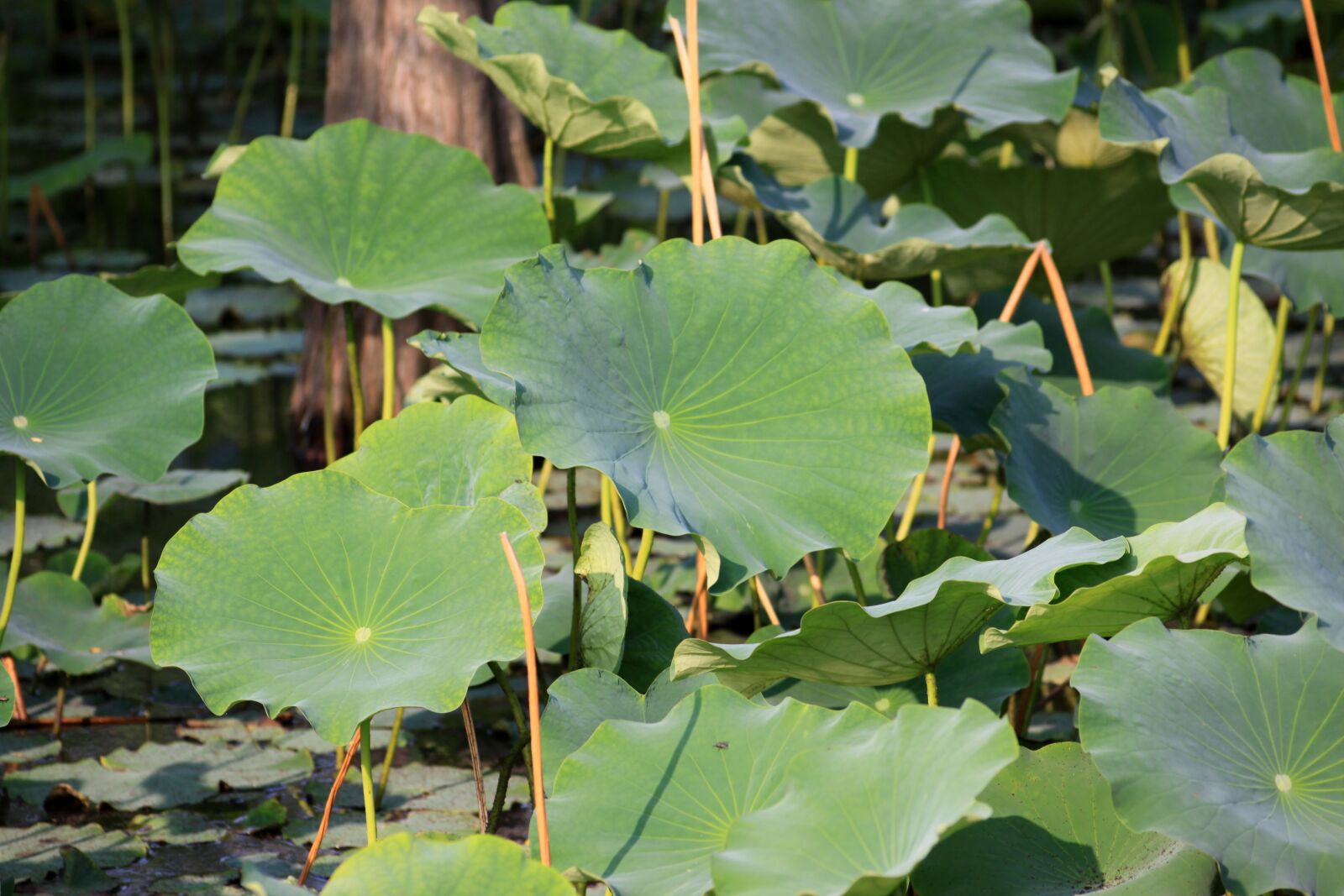 Canon EOS 50D sample photo. Lotus leaf, kite, lotus photography