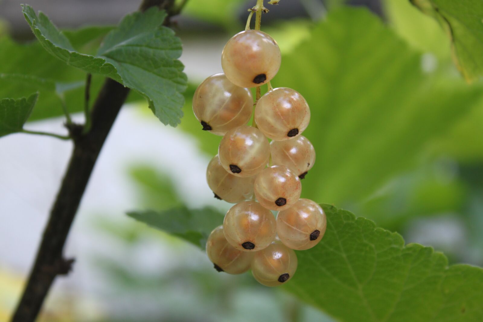 Canon EOS 500D (EOS Rebel T1i / EOS Kiss X3) sample photo. Shrub, fruit, currants photography