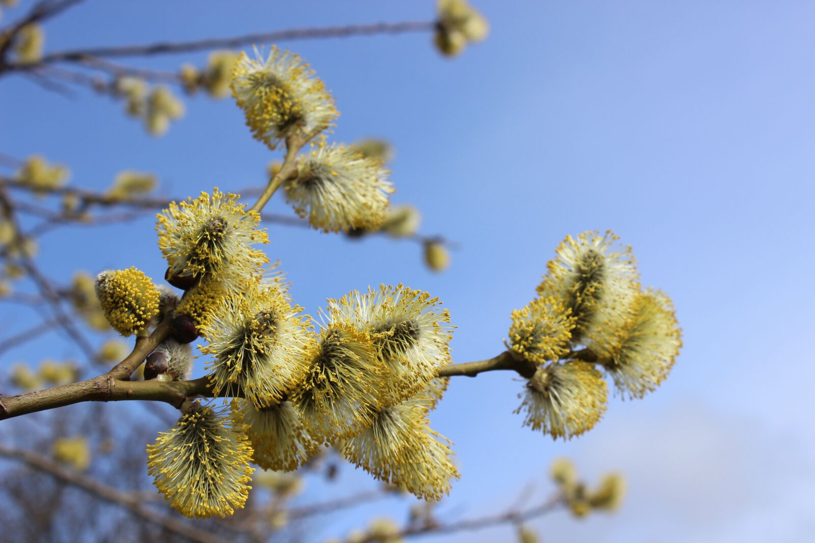 Canon EOS 600D (Rebel EOS T3i / EOS Kiss X5) sample photo. Willow catkin, flowers, spring photography