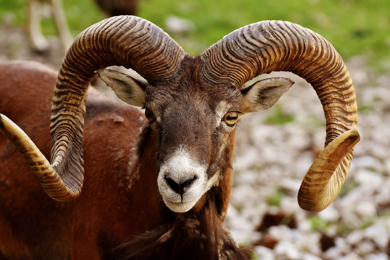 Nikon D7200 sample photo. Aries, wild, free running photography