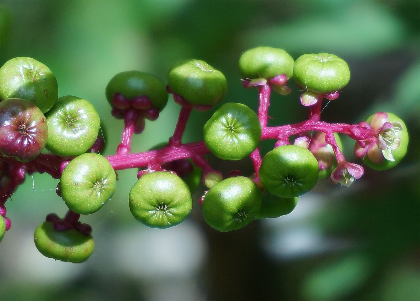 Sony Alpha NEX-5T sample photo. Green pokeweed berries, berries photography