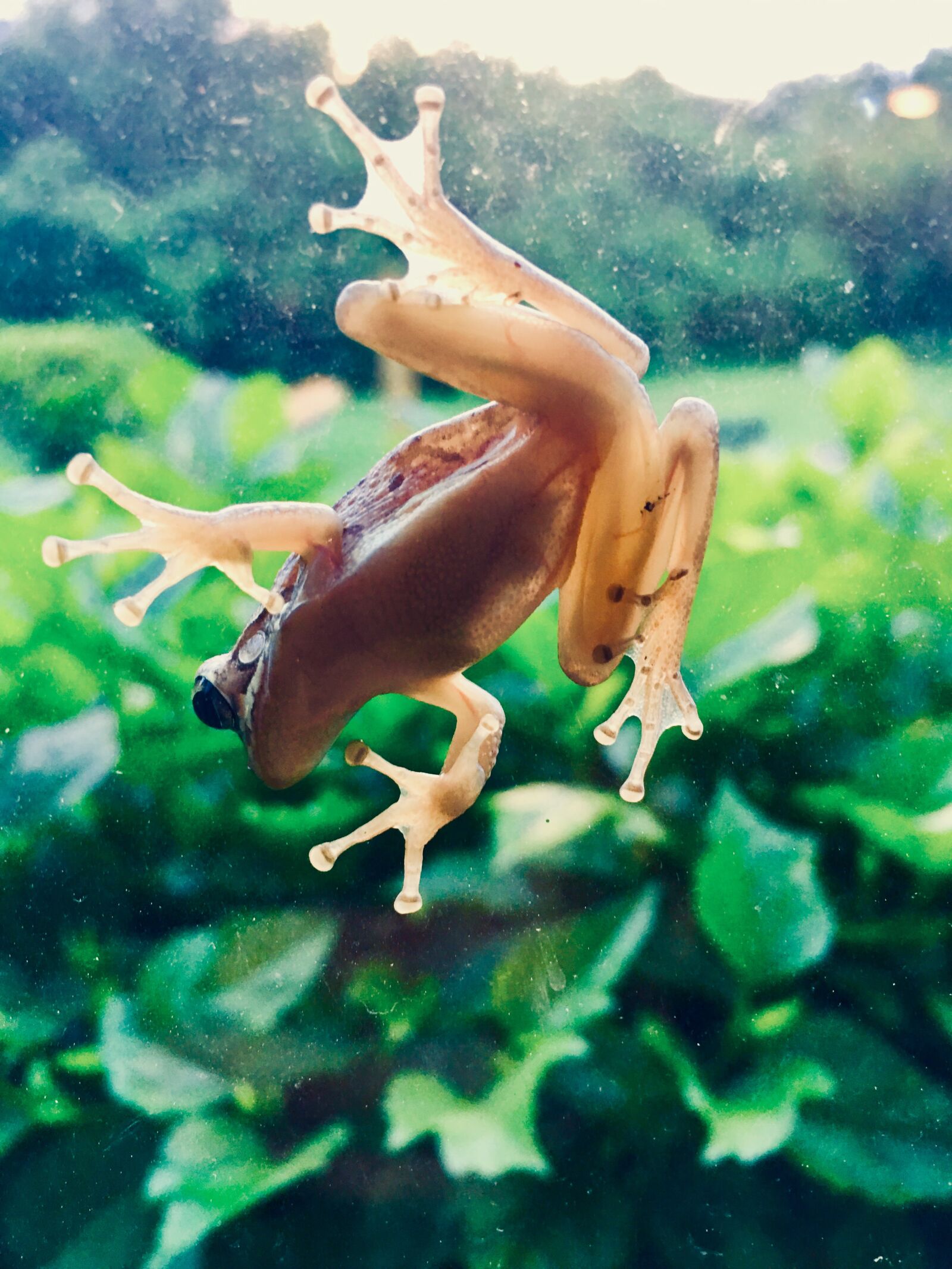 iPhone 6s Plus back camera 4.15mm f/2.2 sample photo. Frog, nature, green photography