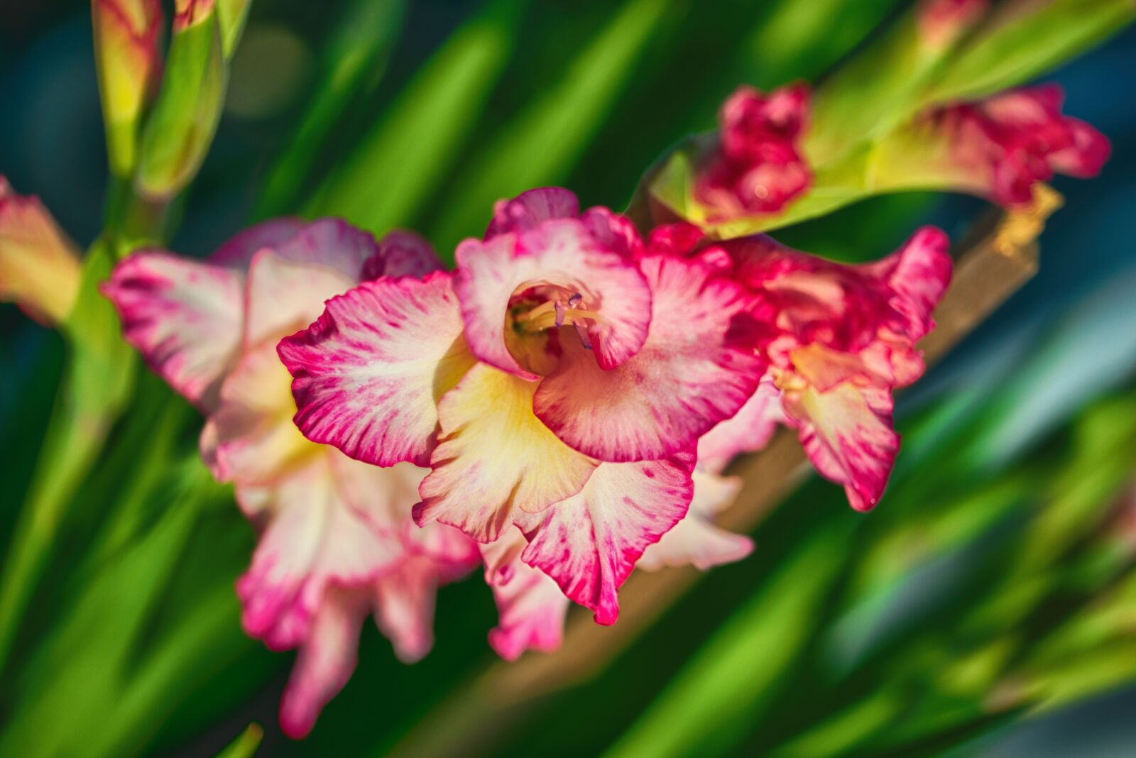 Nikon D800 sample photo. Hrd nature flowers, gladiolus photography