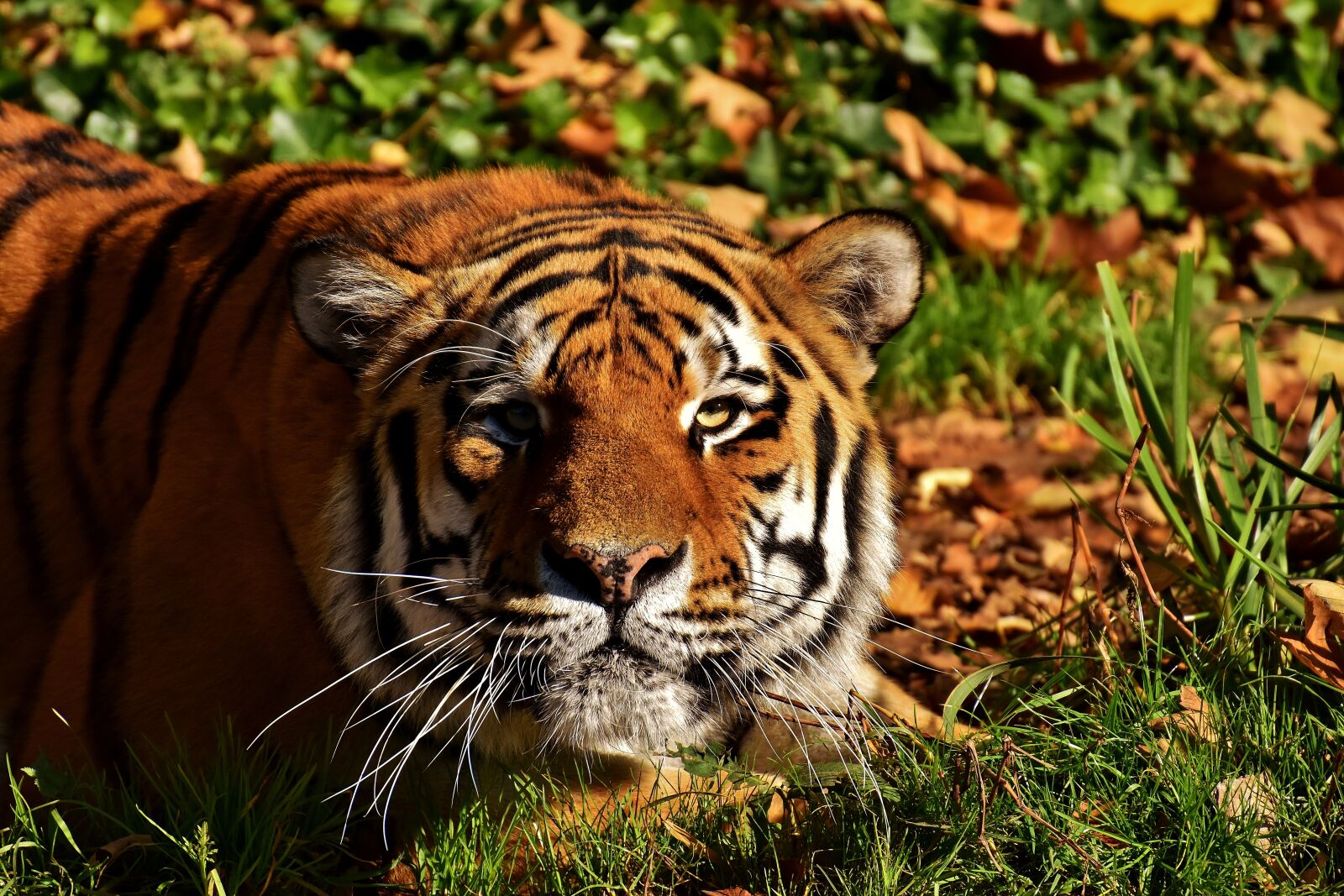 Nikon D7200 sample photo. Tiger, predator, lurking photography
