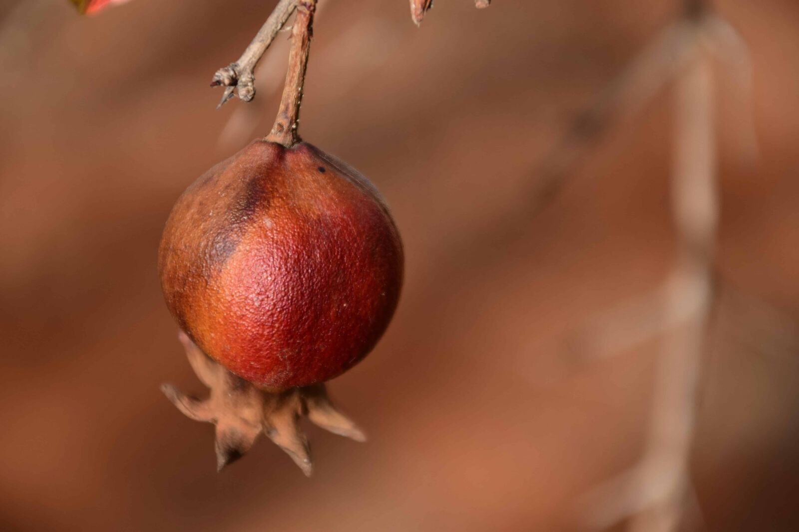 Nikon D3300 sample photo. Fruit, pomegranate, food, tree photography