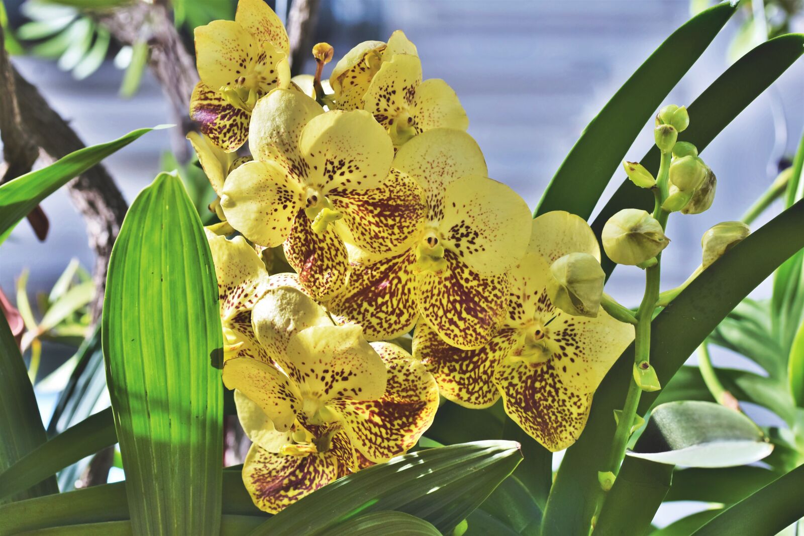 Nikon D7200 sample photo. Orchids, orchid flower, blossom photography