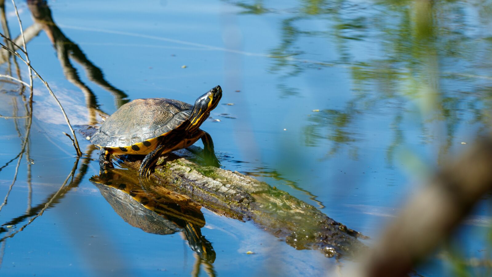 Canon EOS 80D sample photo. Yellow cheek turtle, lake photography