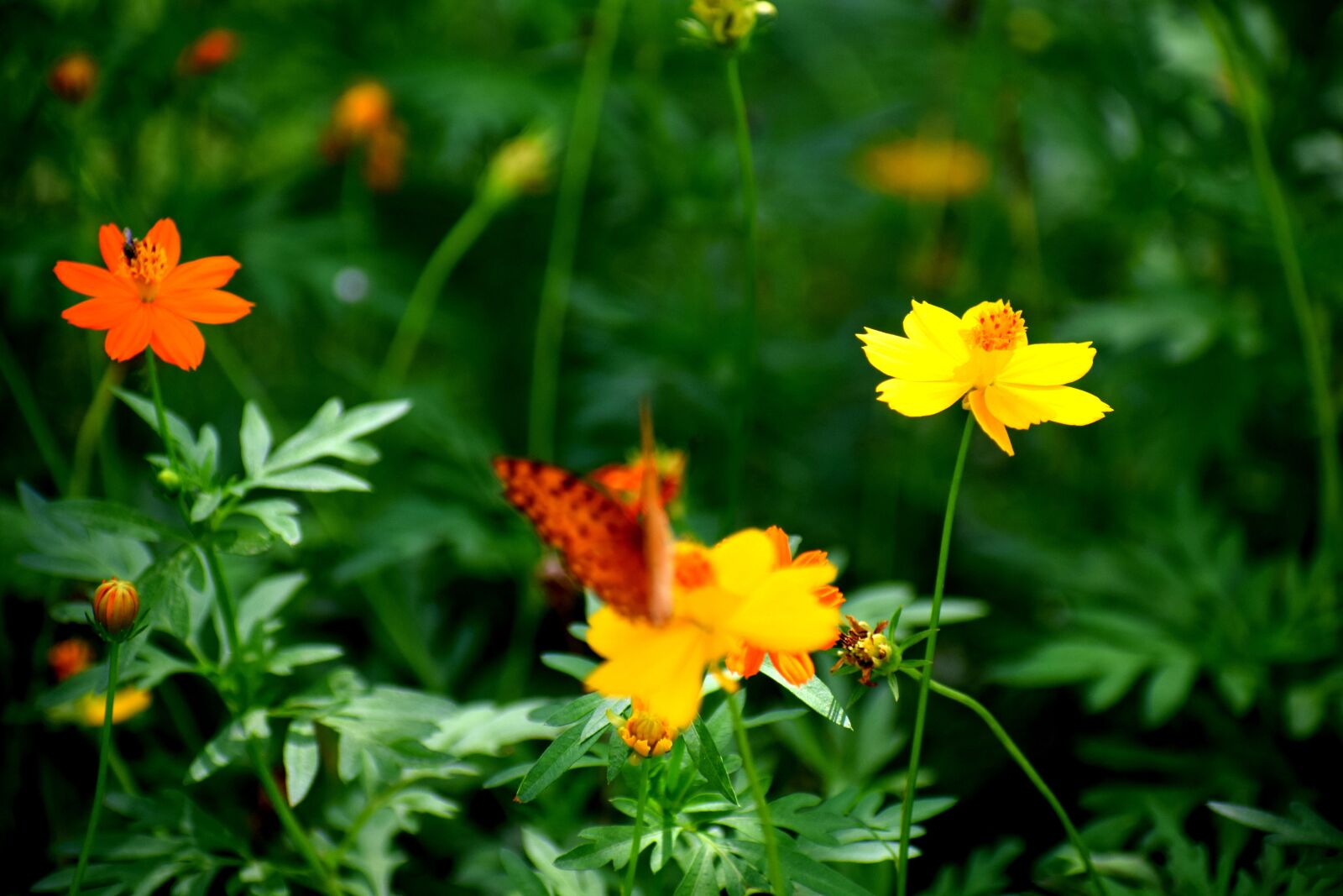 Nikon D3300 sample photo. Flower, butterfly, colorful photography