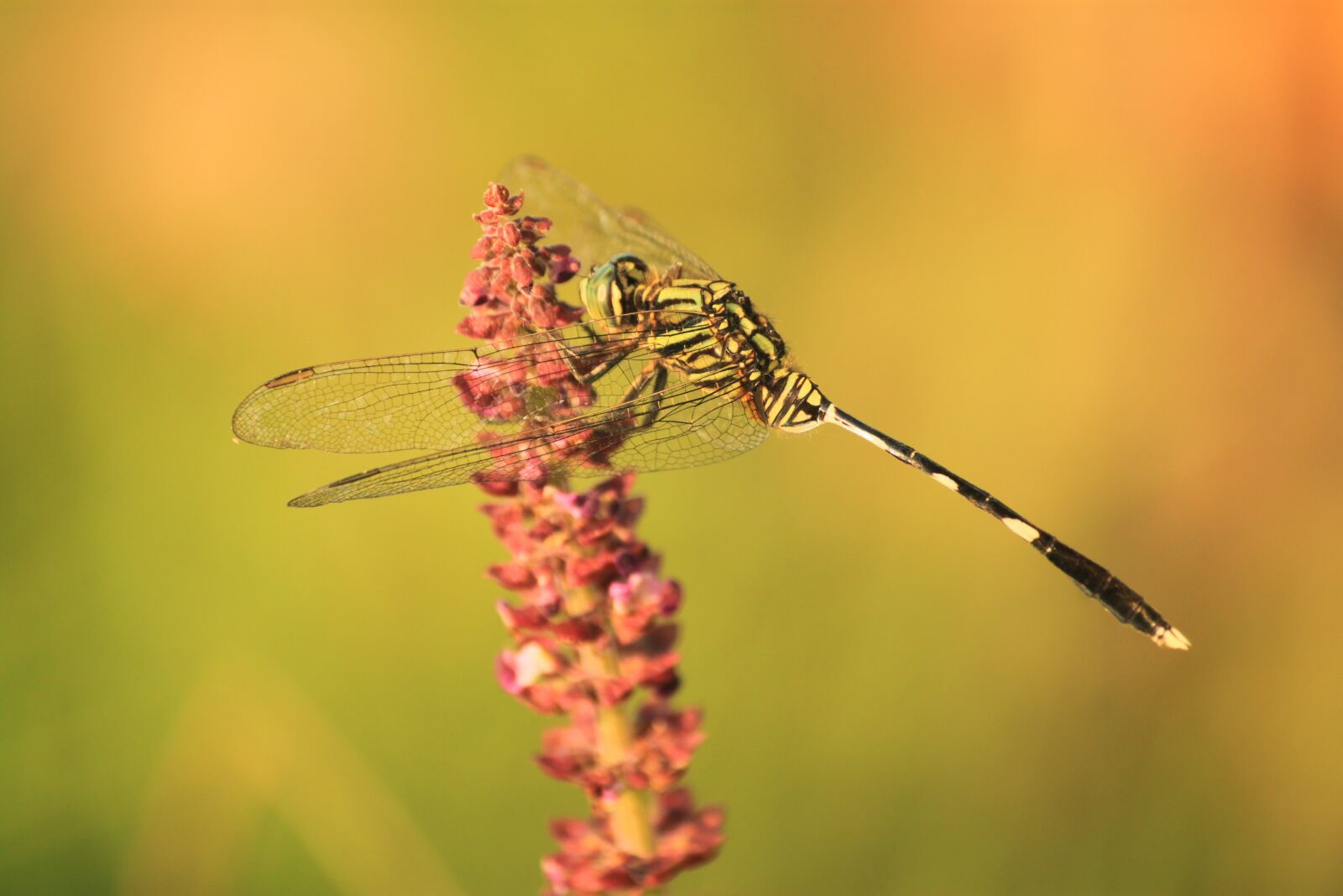 Canon EOS 500D (EOS Rebel T1i / EOS Kiss X3) sample photo. Dragonfly, kinjeng, insects photography