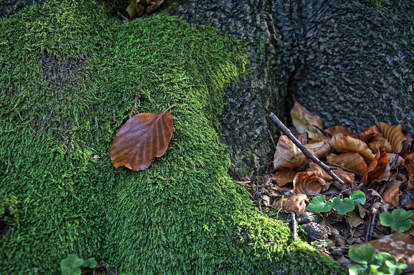 Nikon D90 sample photo. Leaf, moss, macro photography