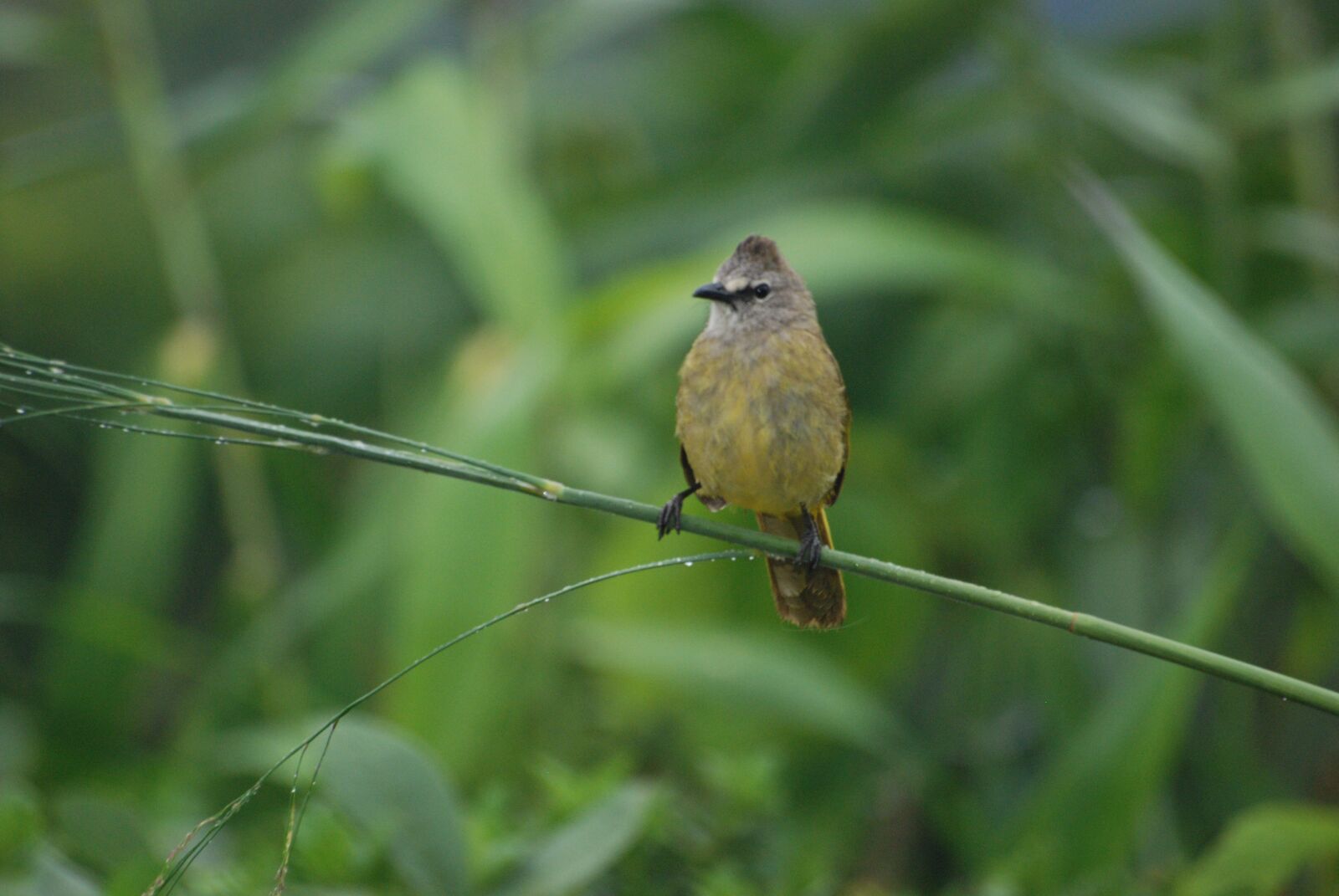 Nikon D80 sample photo. Bird, nature, southeast asia photography